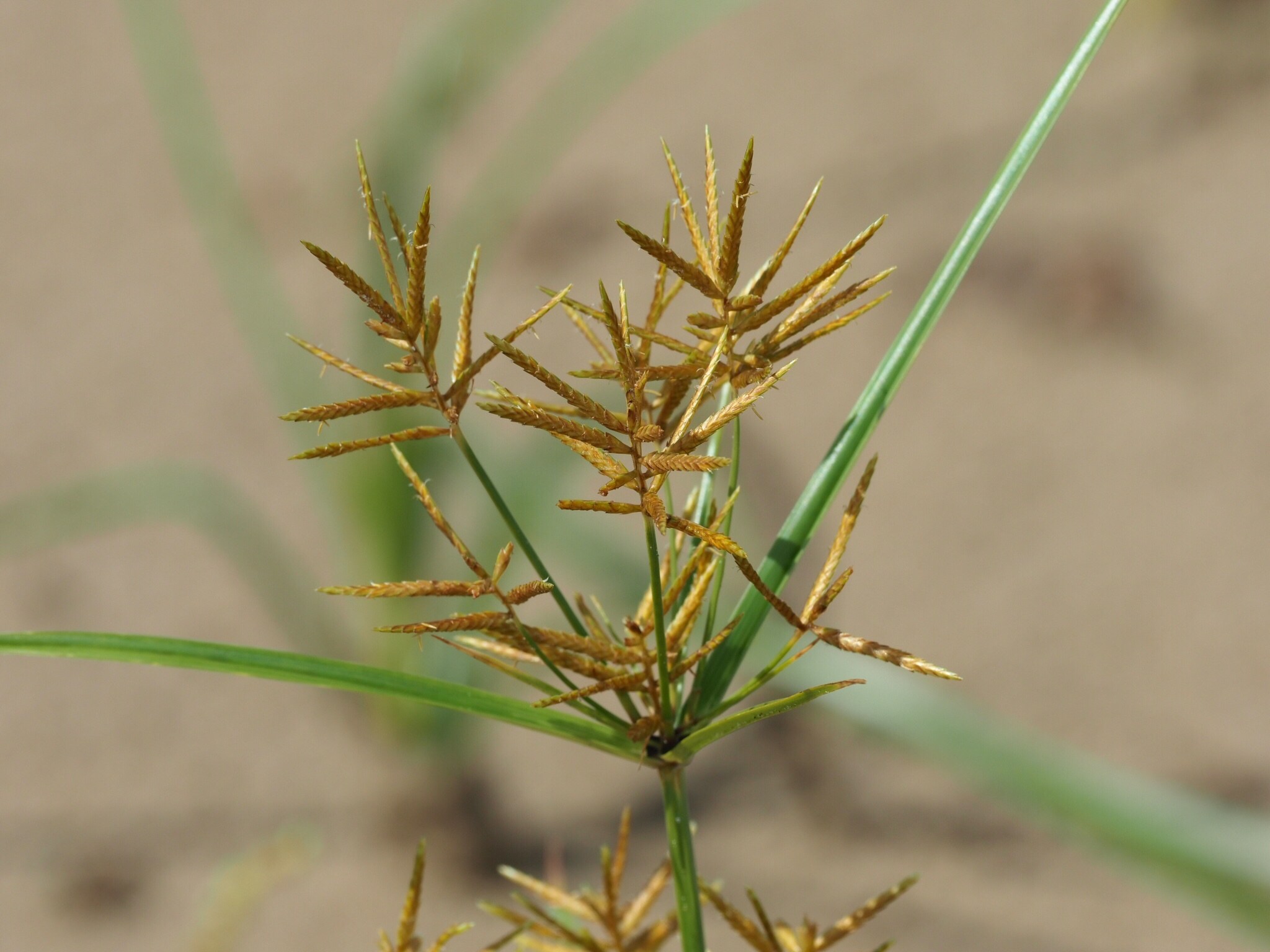 Cyperus esculentus