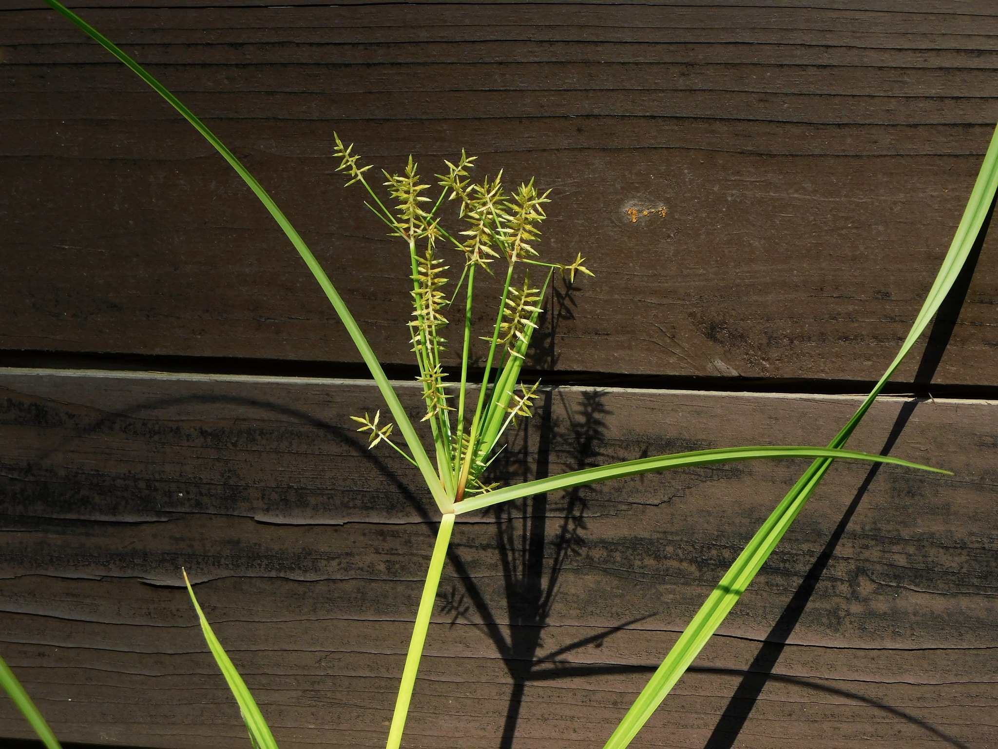 Cyperus esculentus