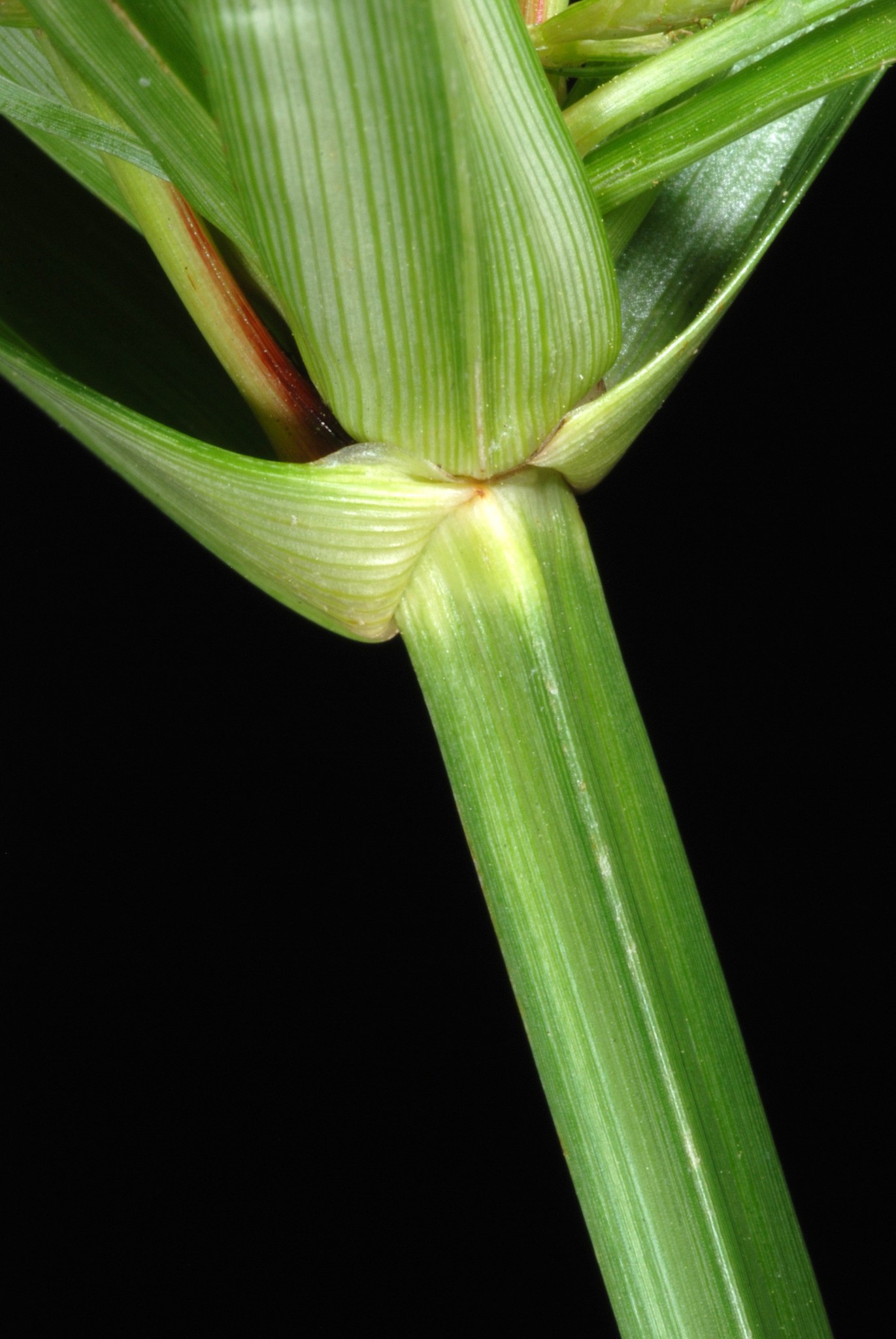 Cyperus esculentus