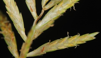Cyperus esculentus
