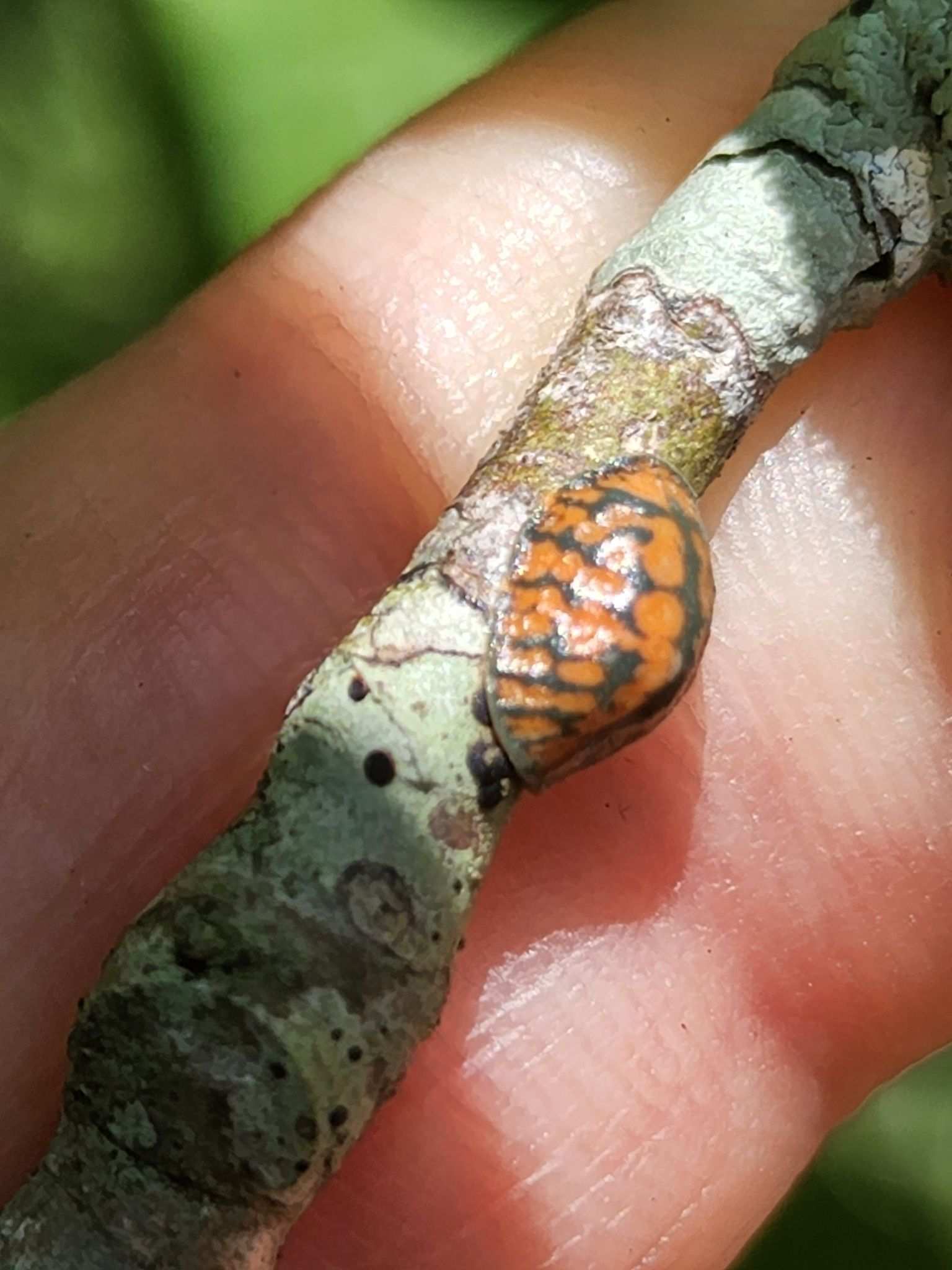 Toumeyella liriodendri