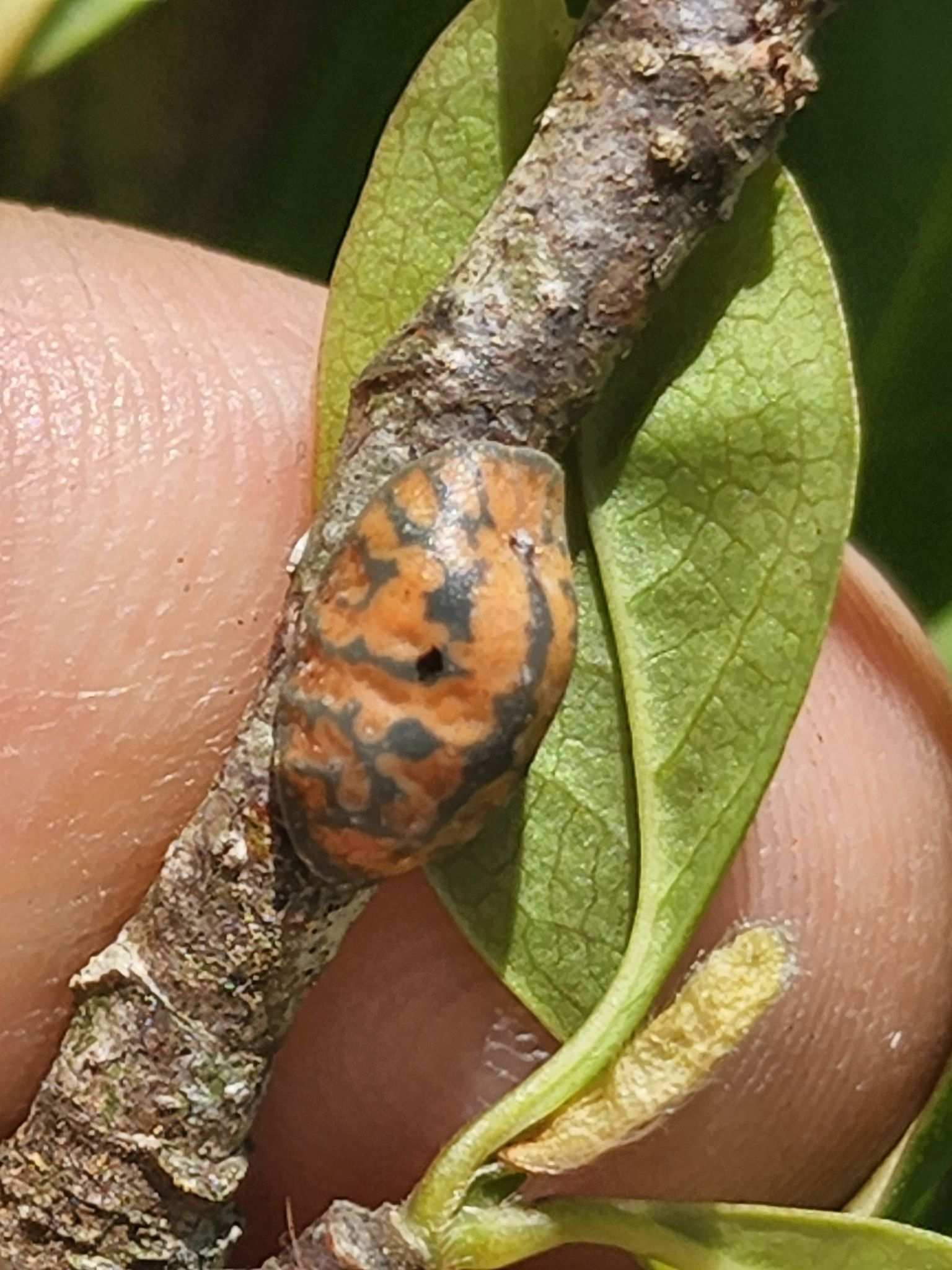 Toumeyella liriodendri