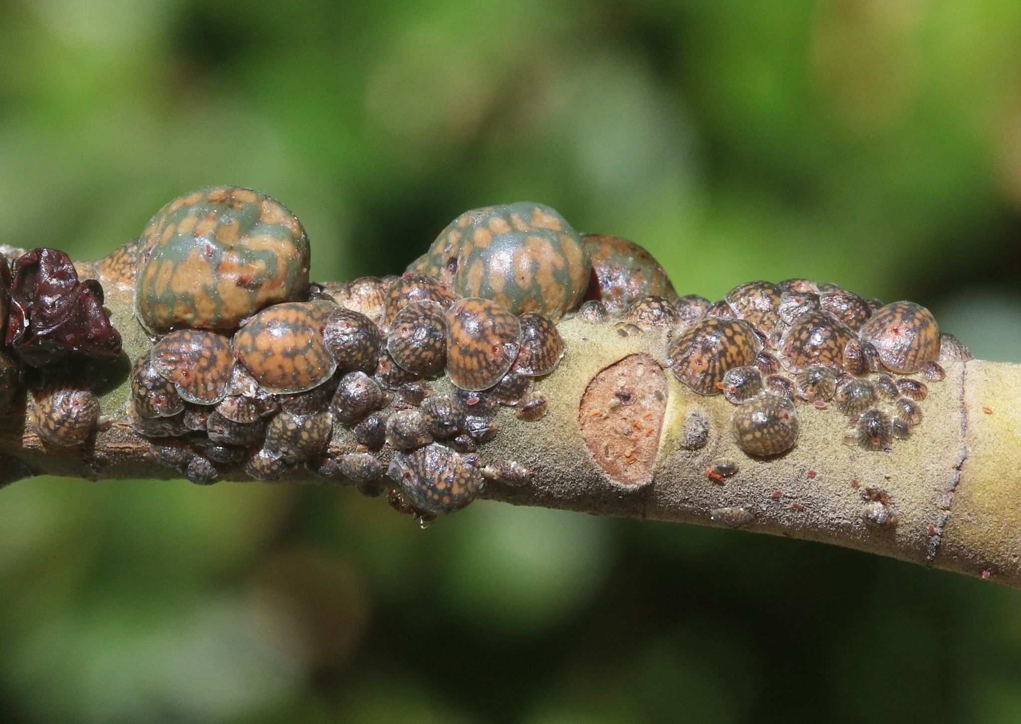 Toumeyella liriodendri