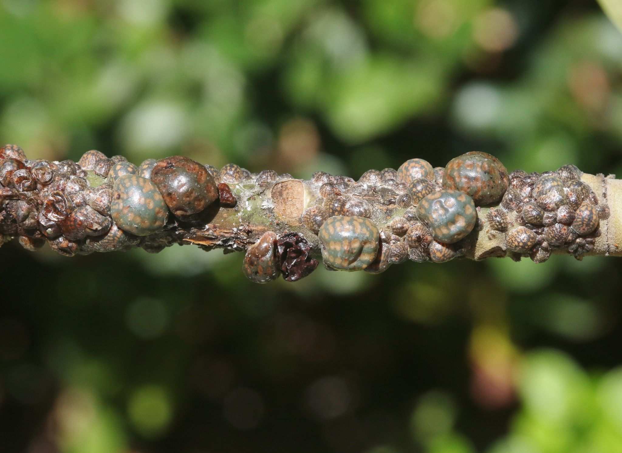 Toumeyella liriodendri