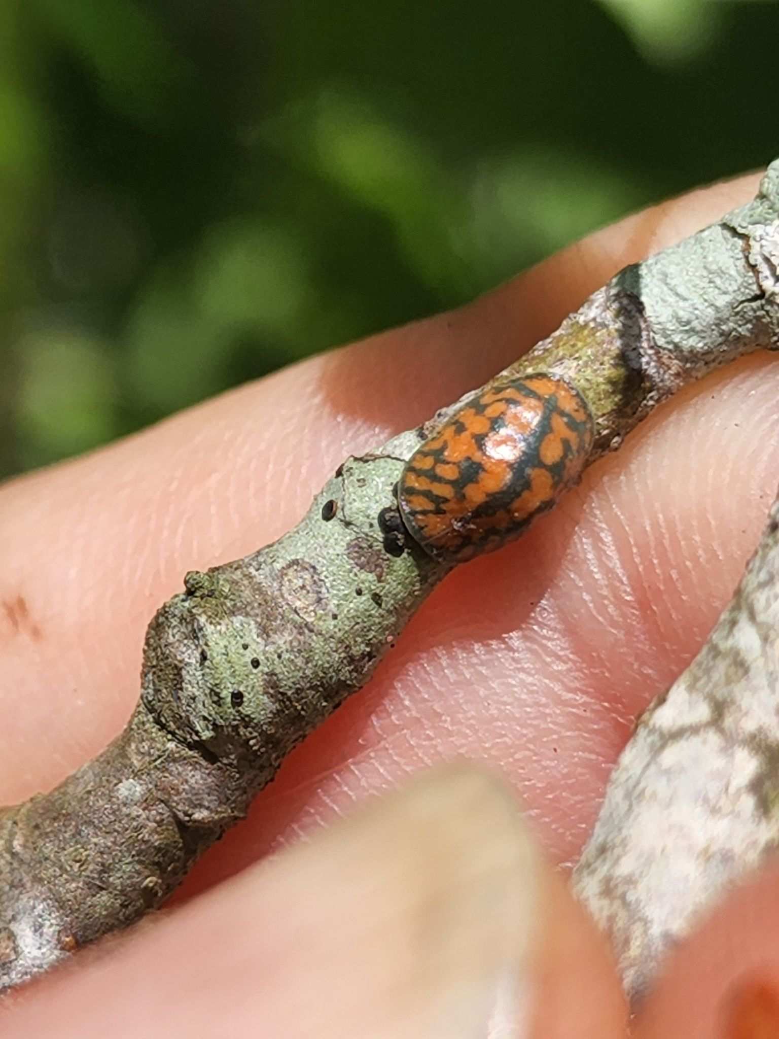 Toumeyella liriodendri
