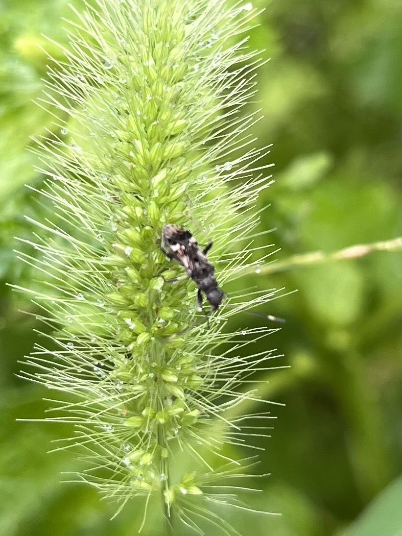 Paraeucosmetus