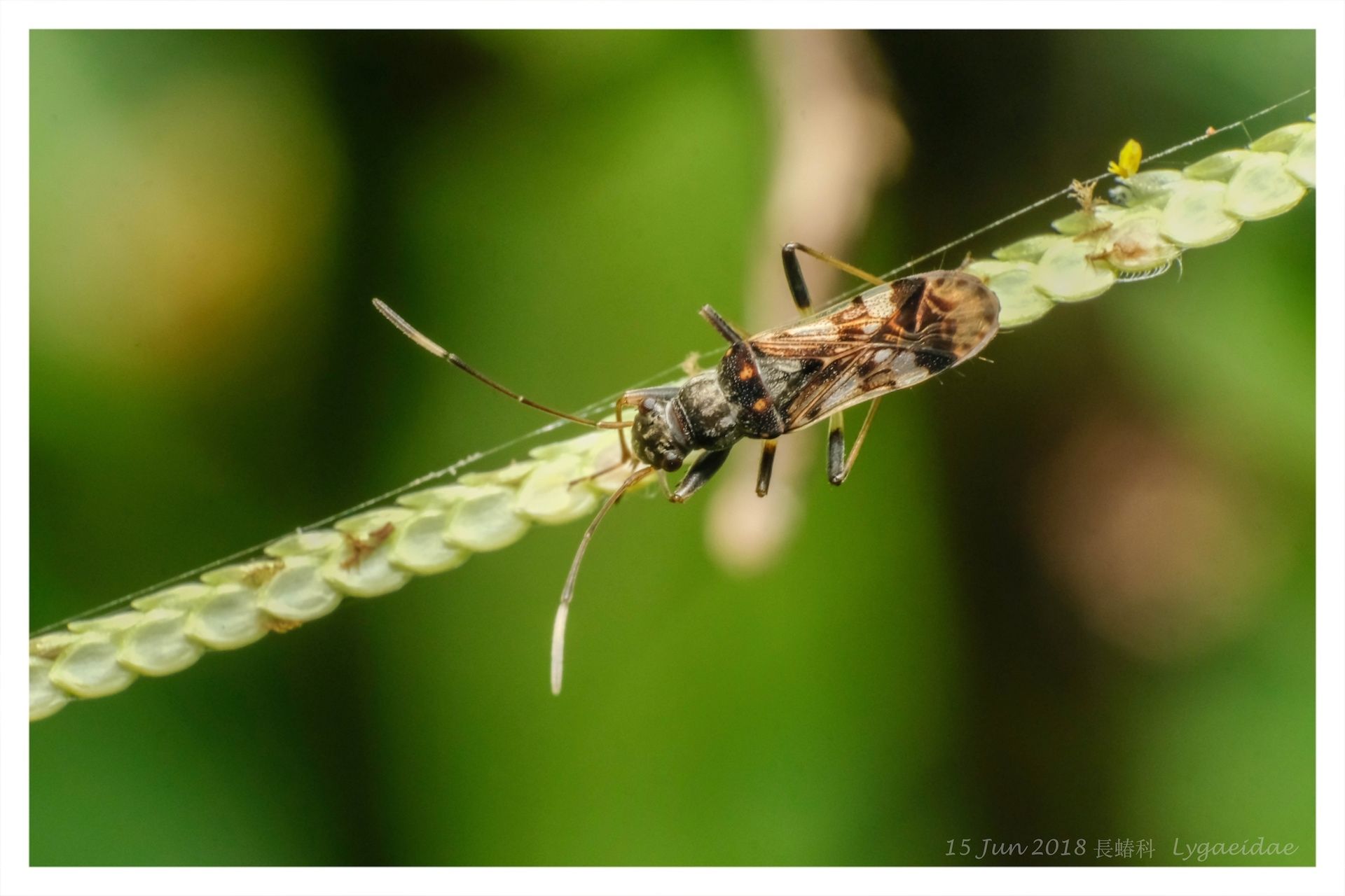 Paraeucosmetus