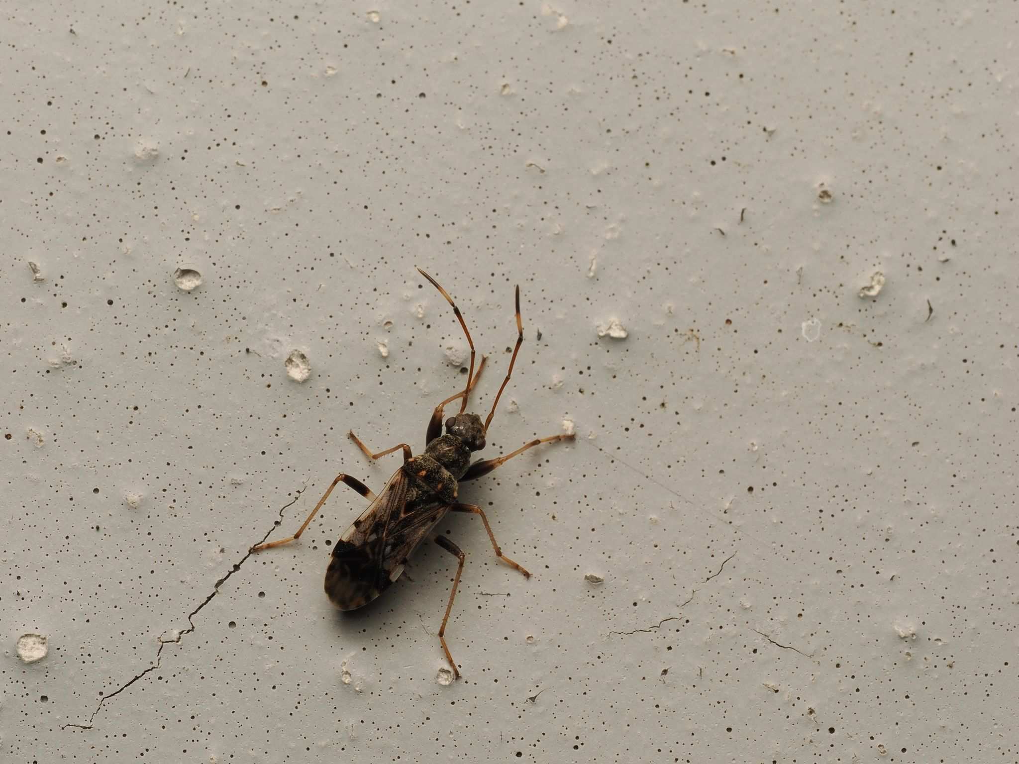 Paraeucosmetus