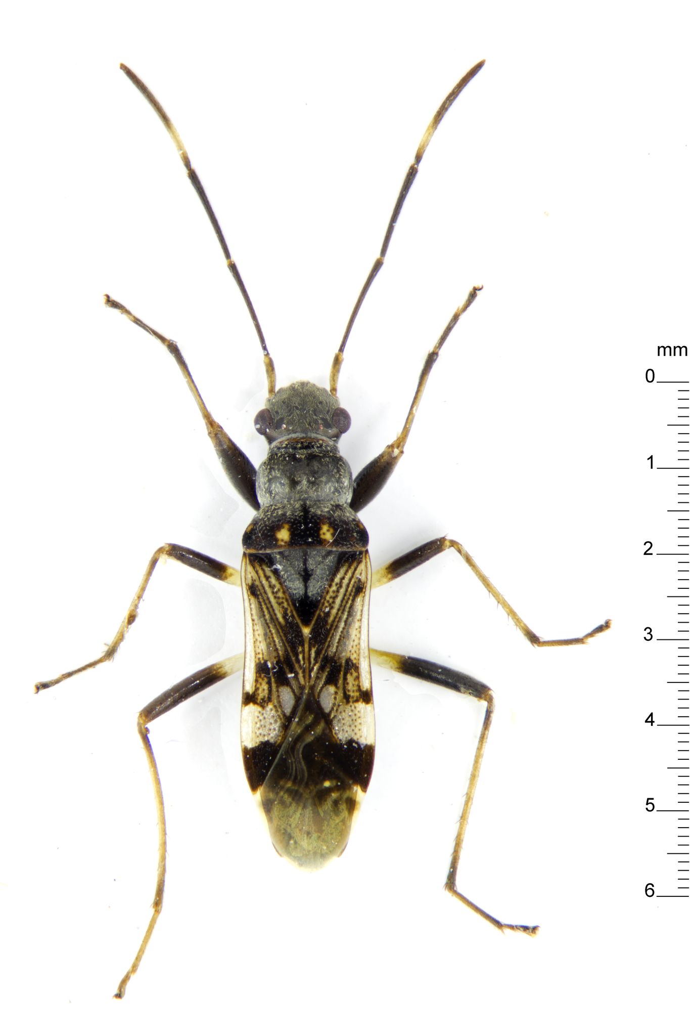 Paraeucosmetus