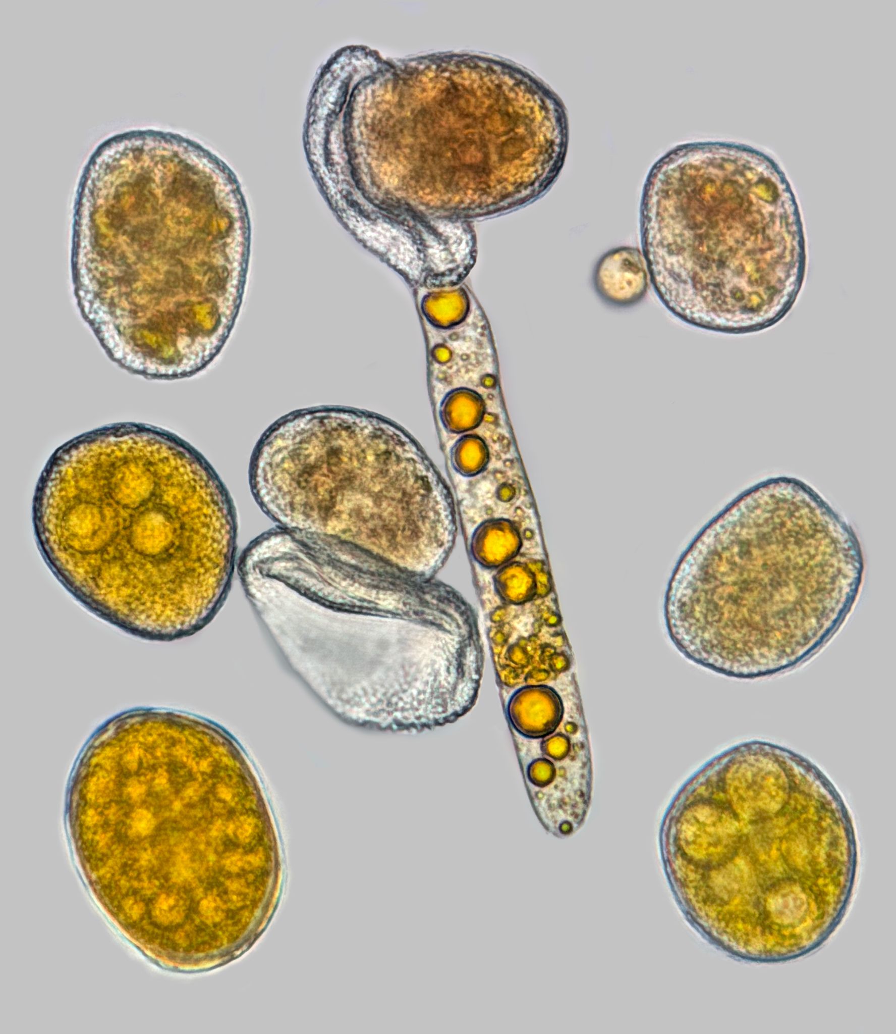 Gymnoconia nitens