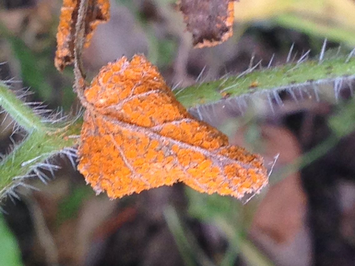 Gymnoconia nitens