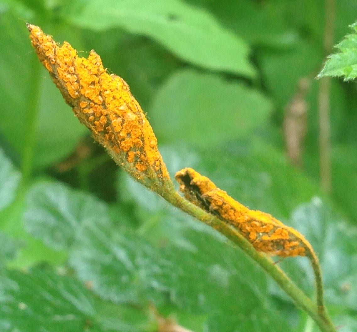 Gymnoconia nitens