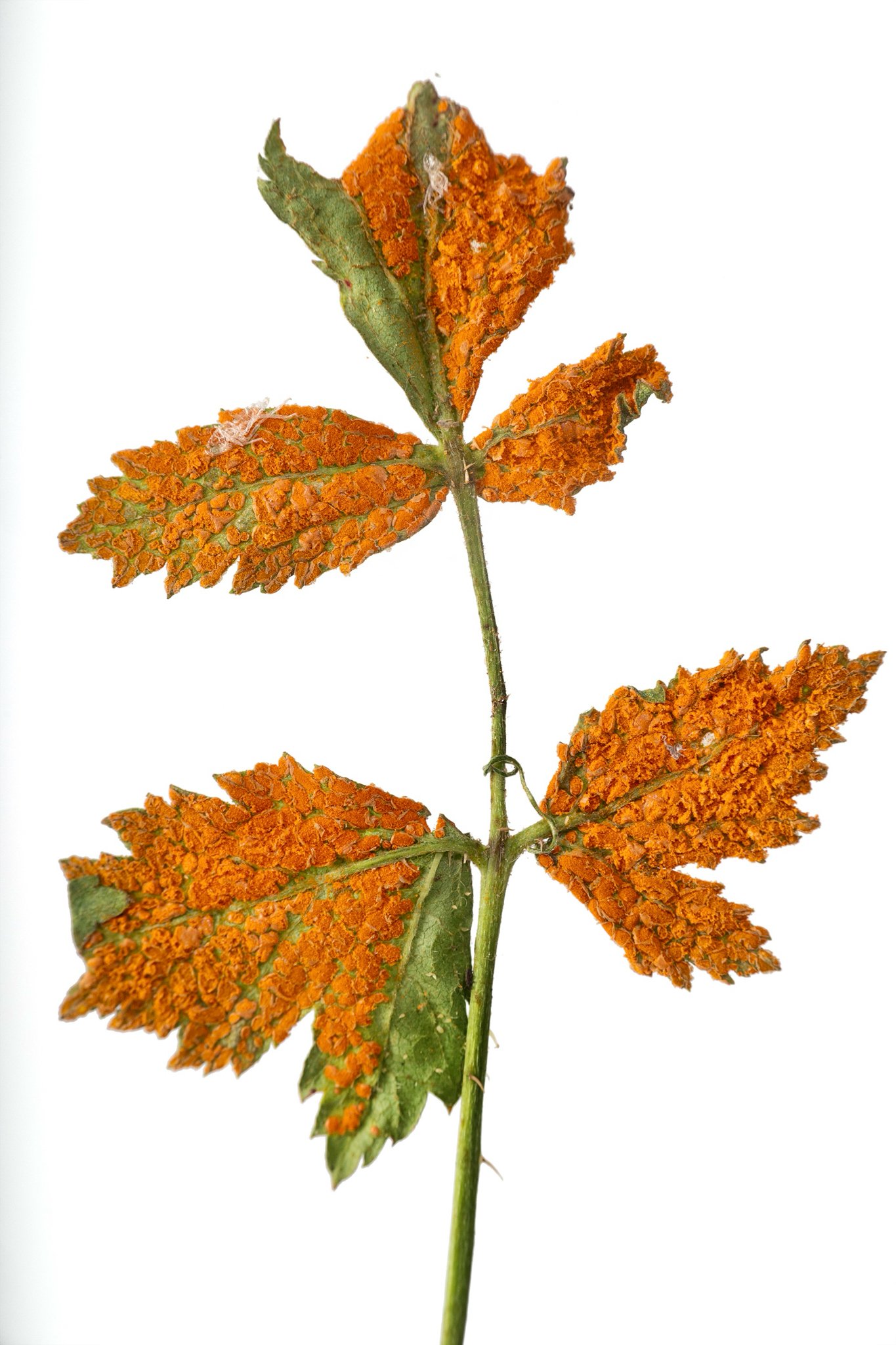 Gymnoconia nitens