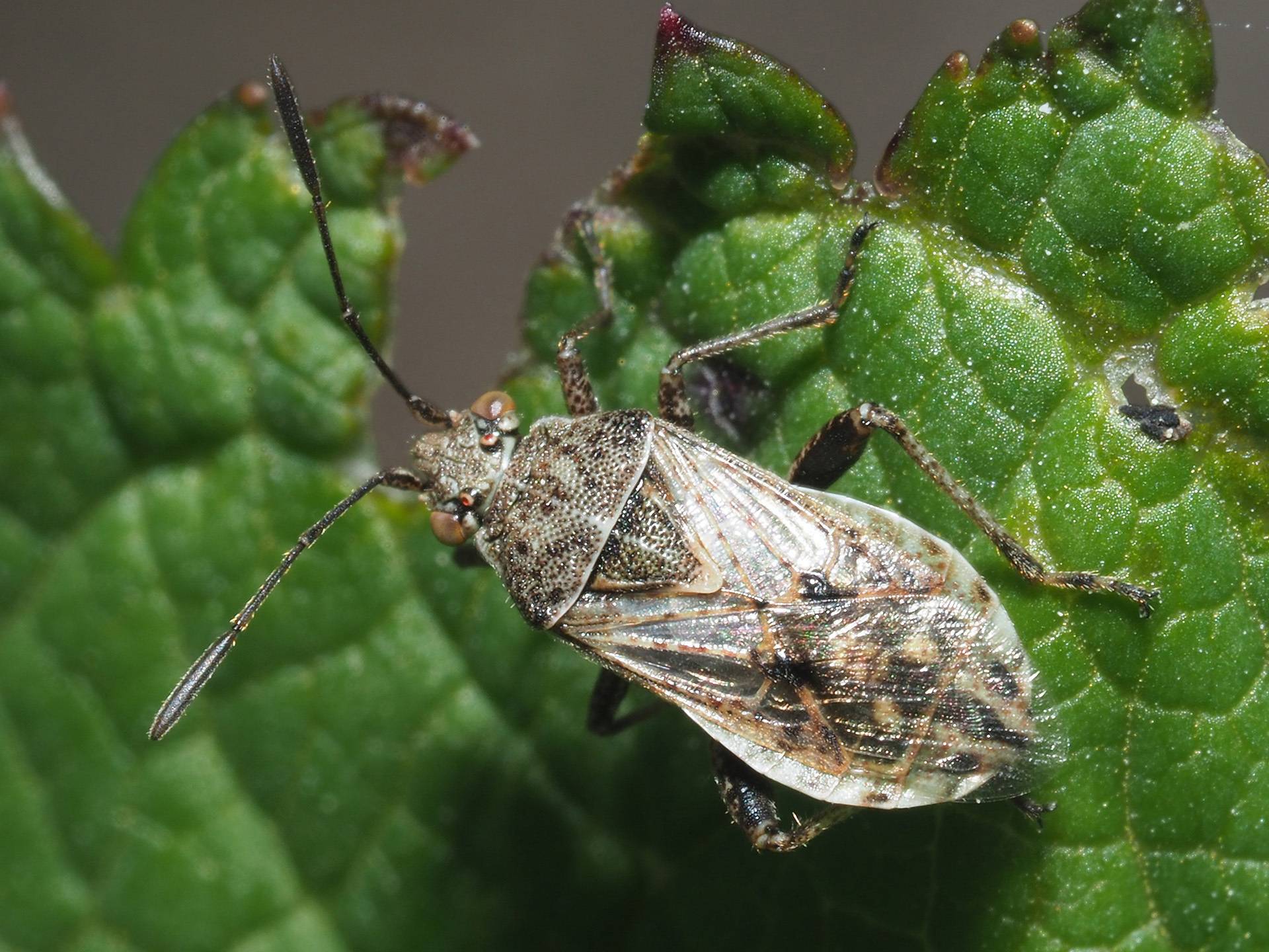 Stictopleurus