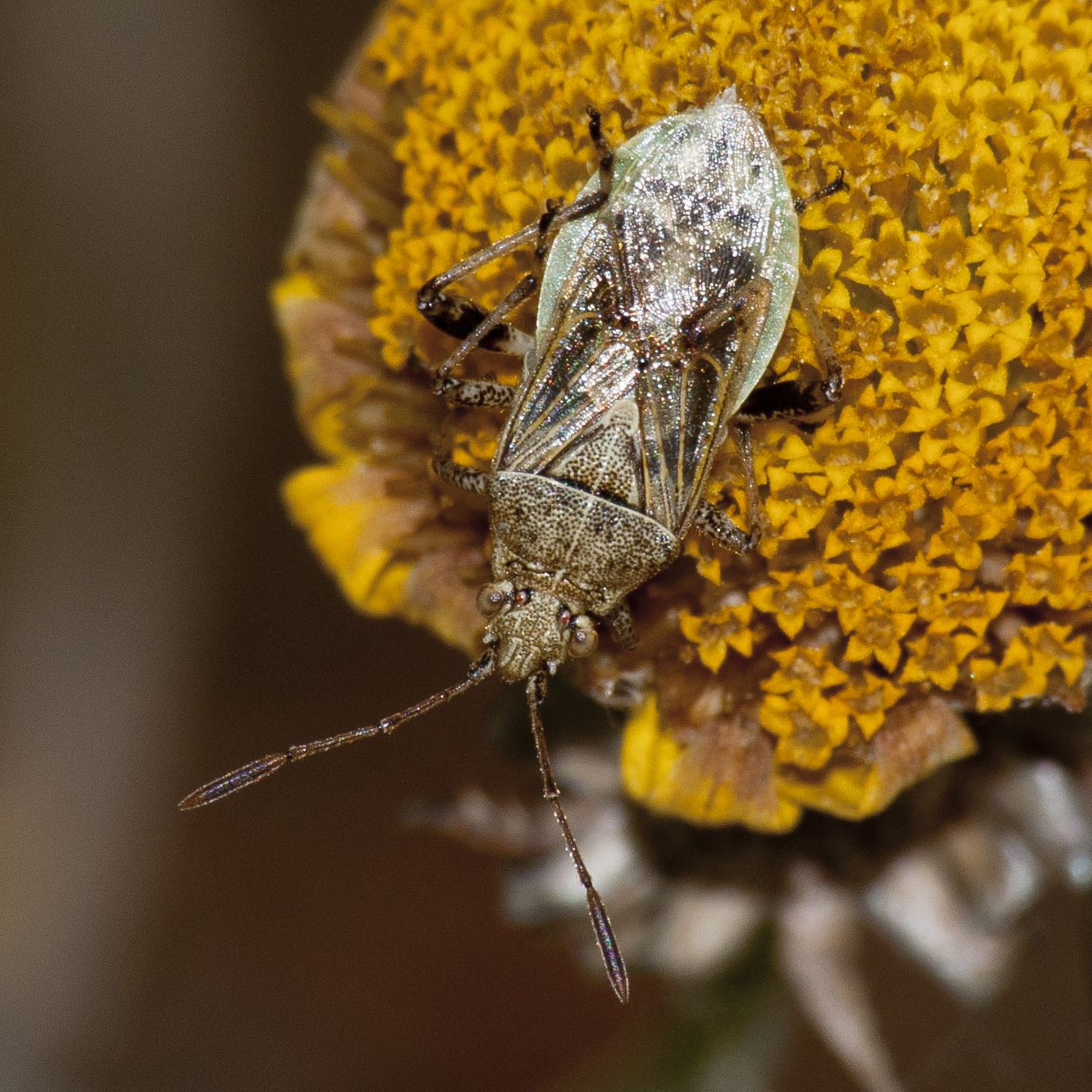 Stictopleurus