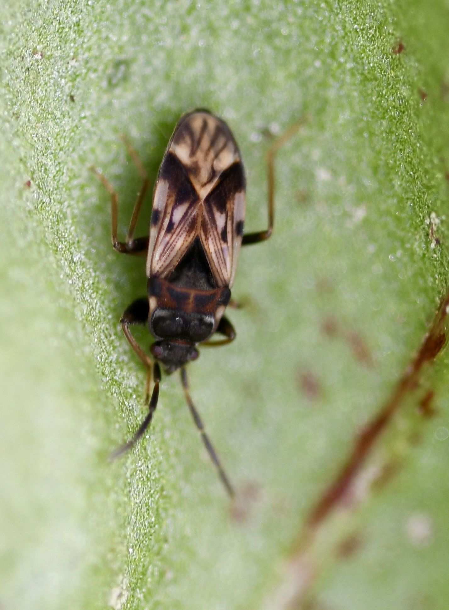 Scolopostethus decoratus
