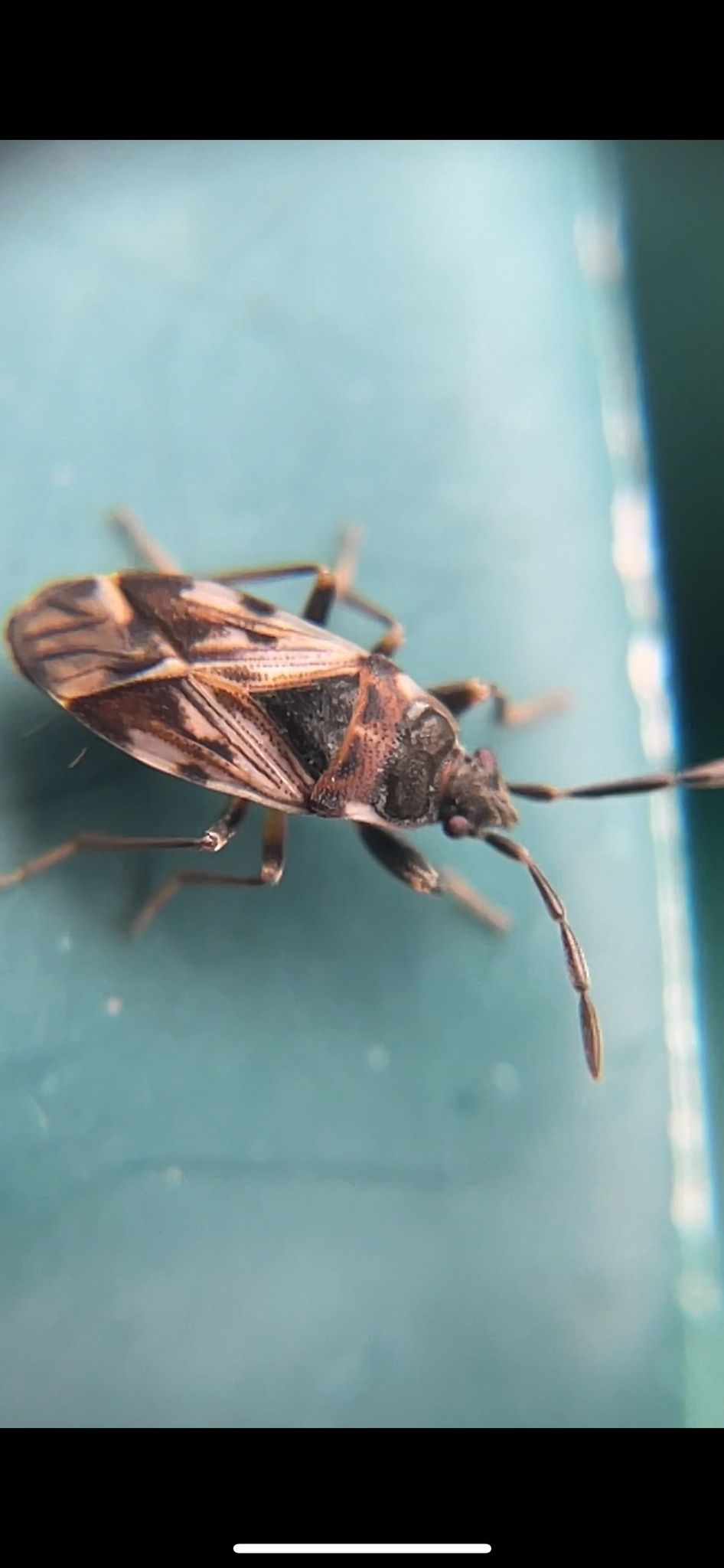 Scolopostethus decoratus