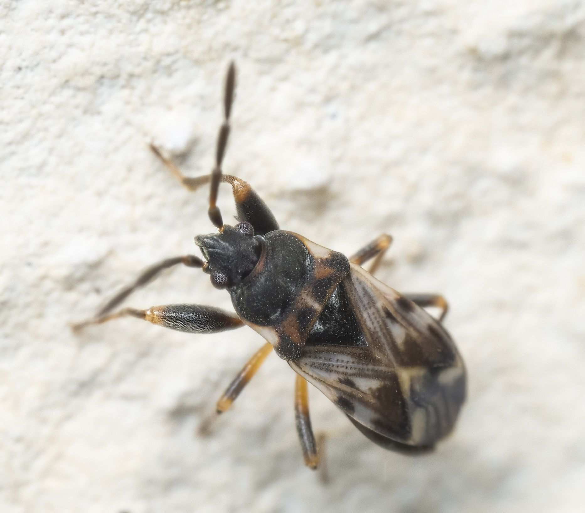 Scolopostethus decoratus