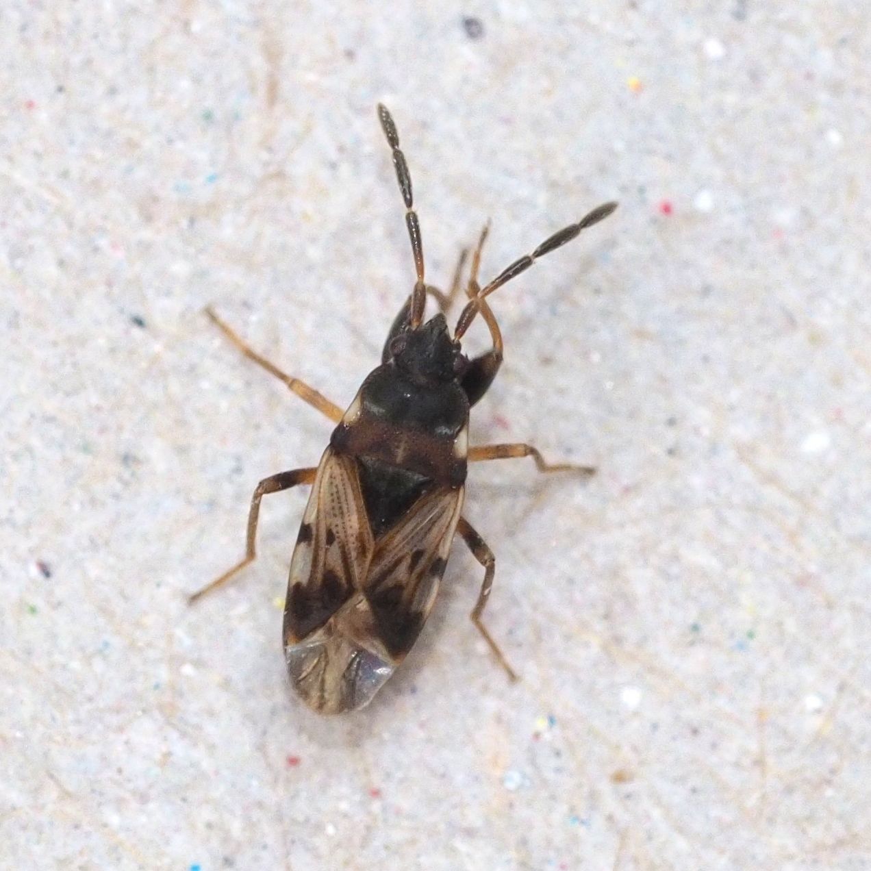 Scolopostethus decoratus