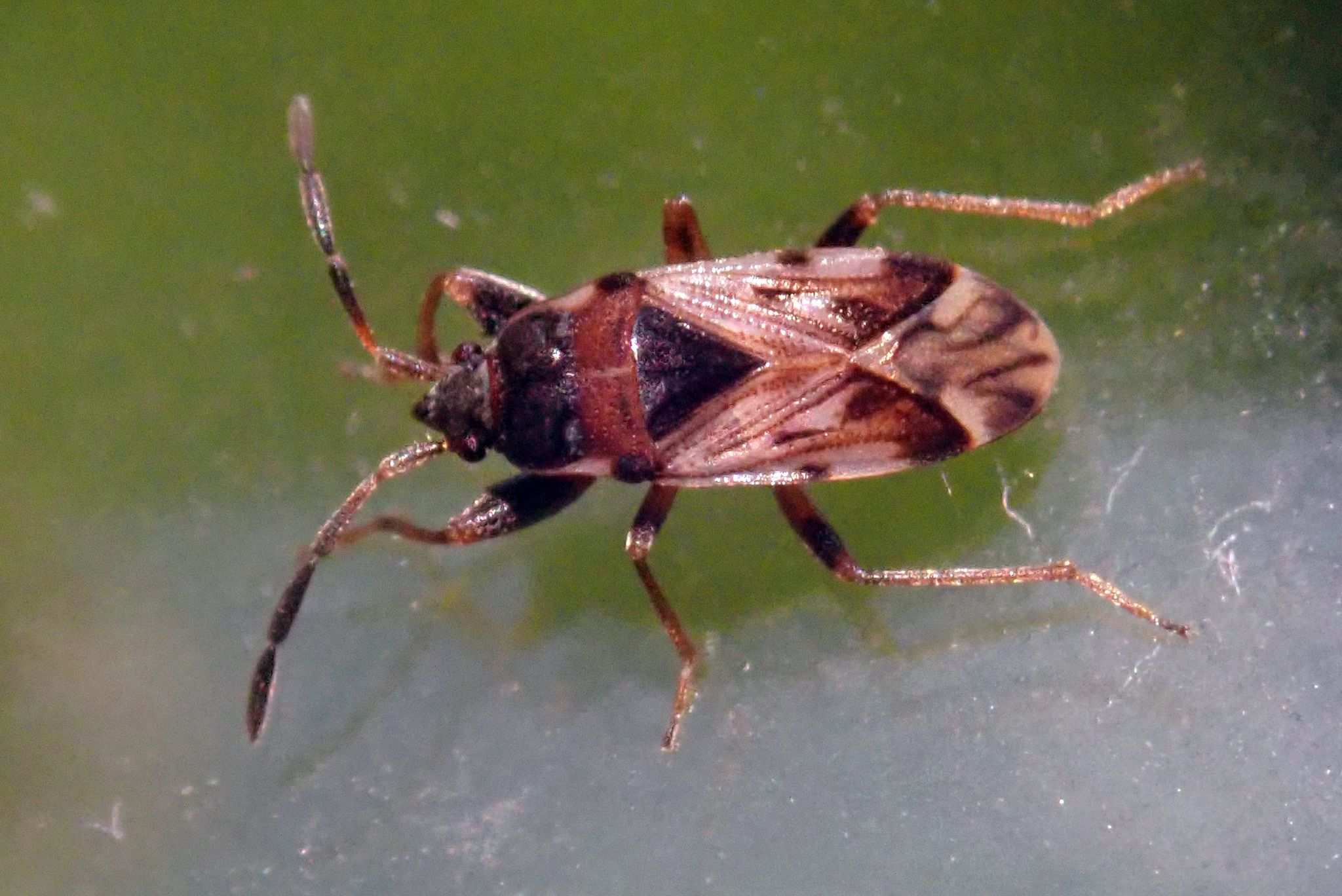 Scolopostethus decoratus
