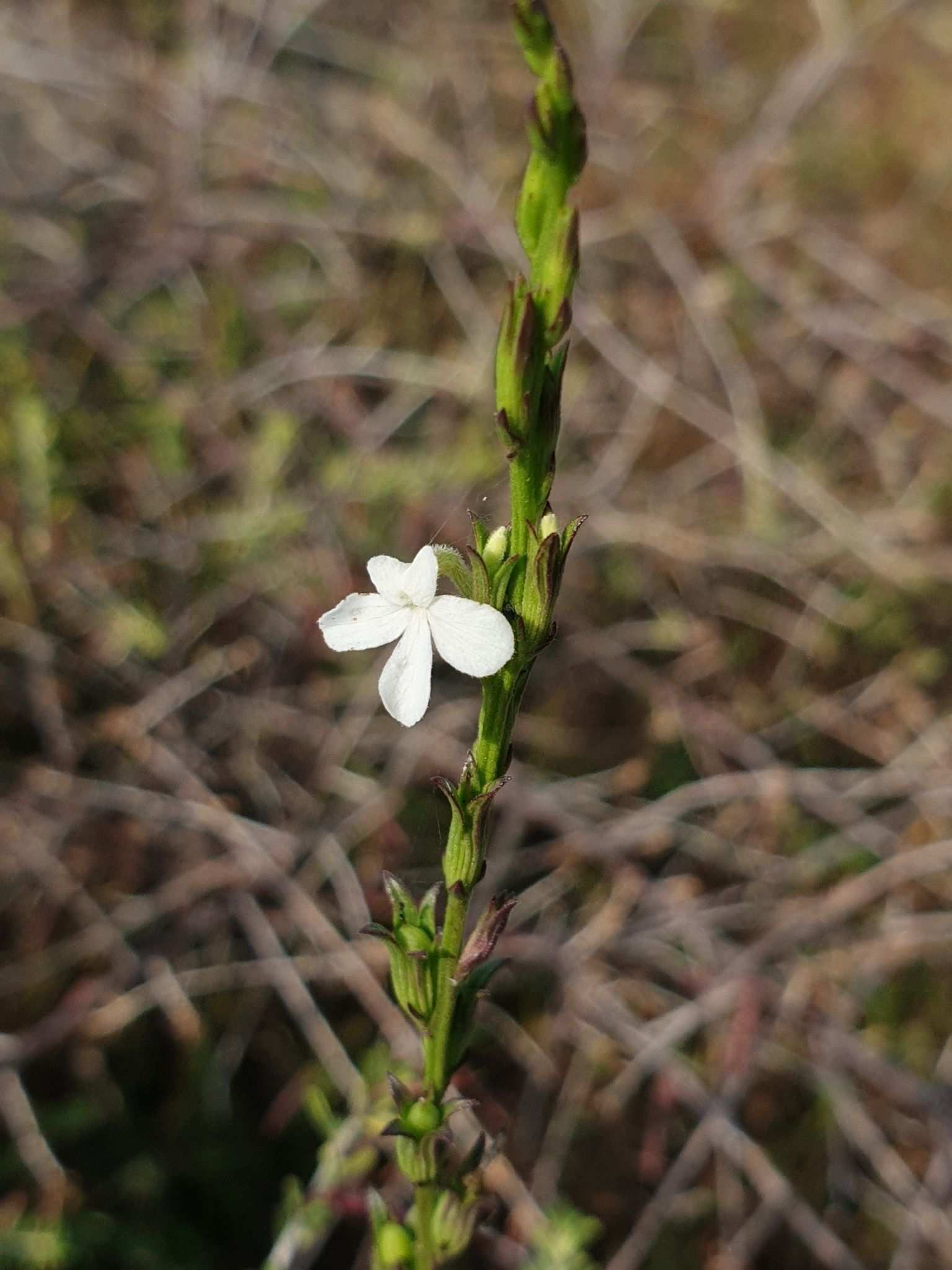 Striga angustifolia