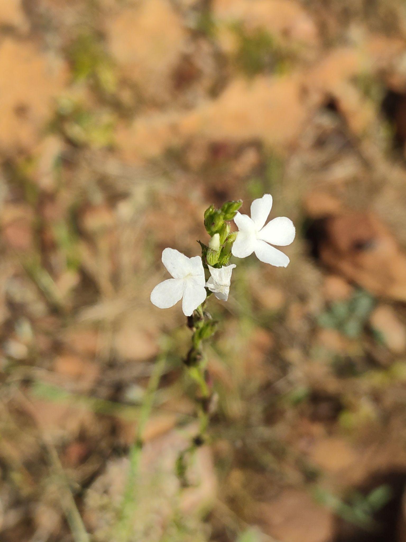 Striga angustifolia