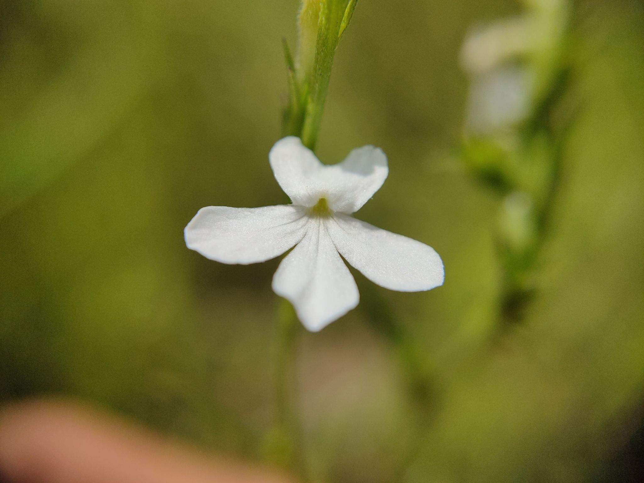 Striga angustifolia