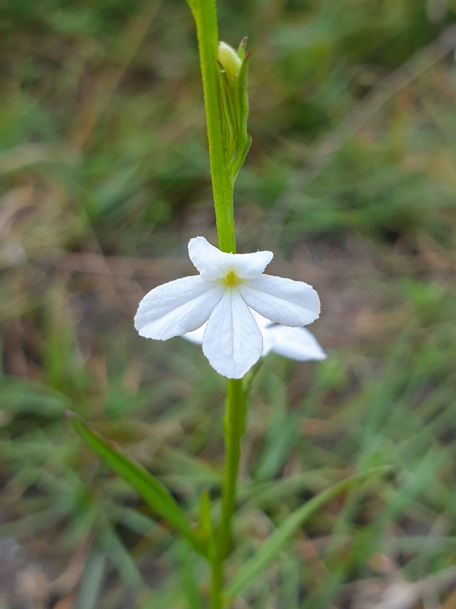 Striga angustifolia