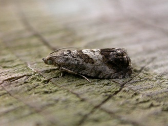 Cydia splendana