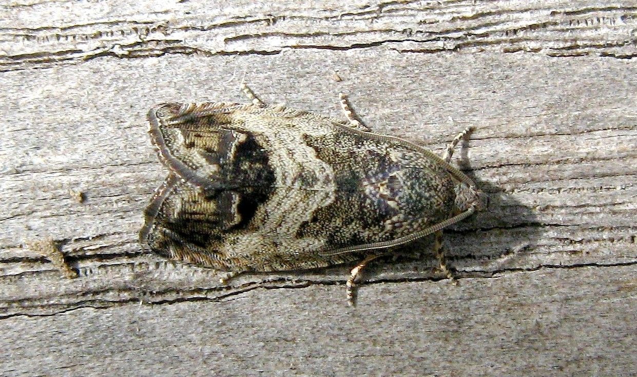 Cydia splendana