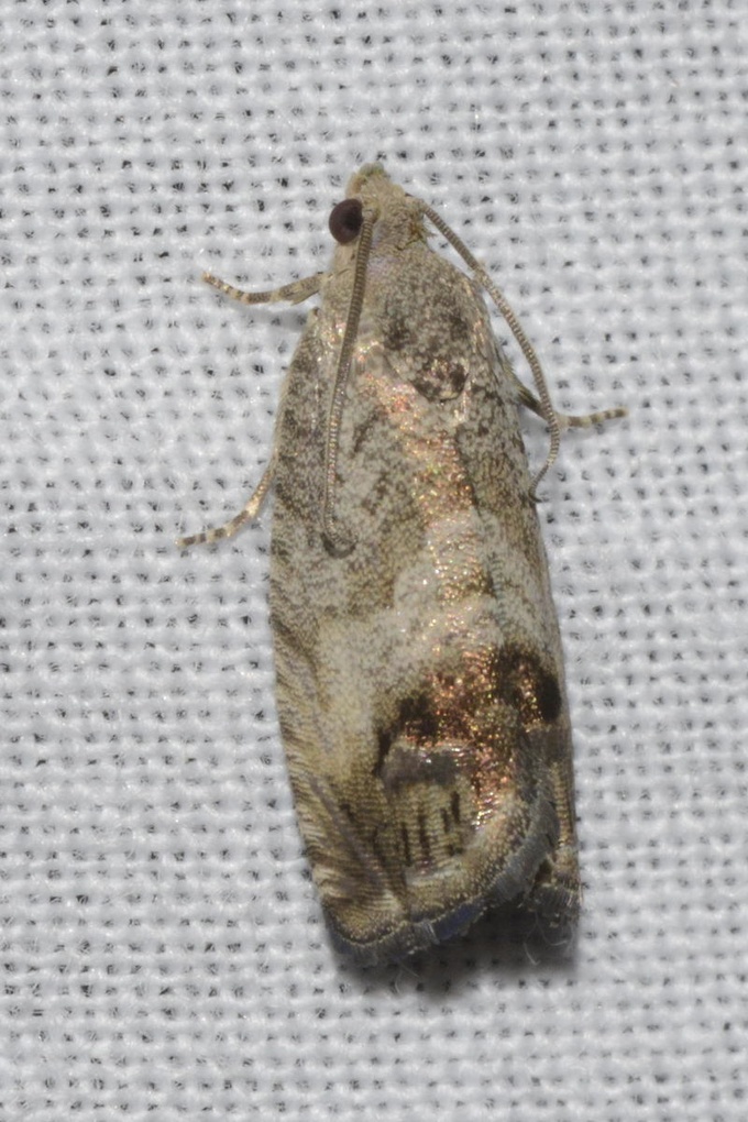 Cydia splendana
