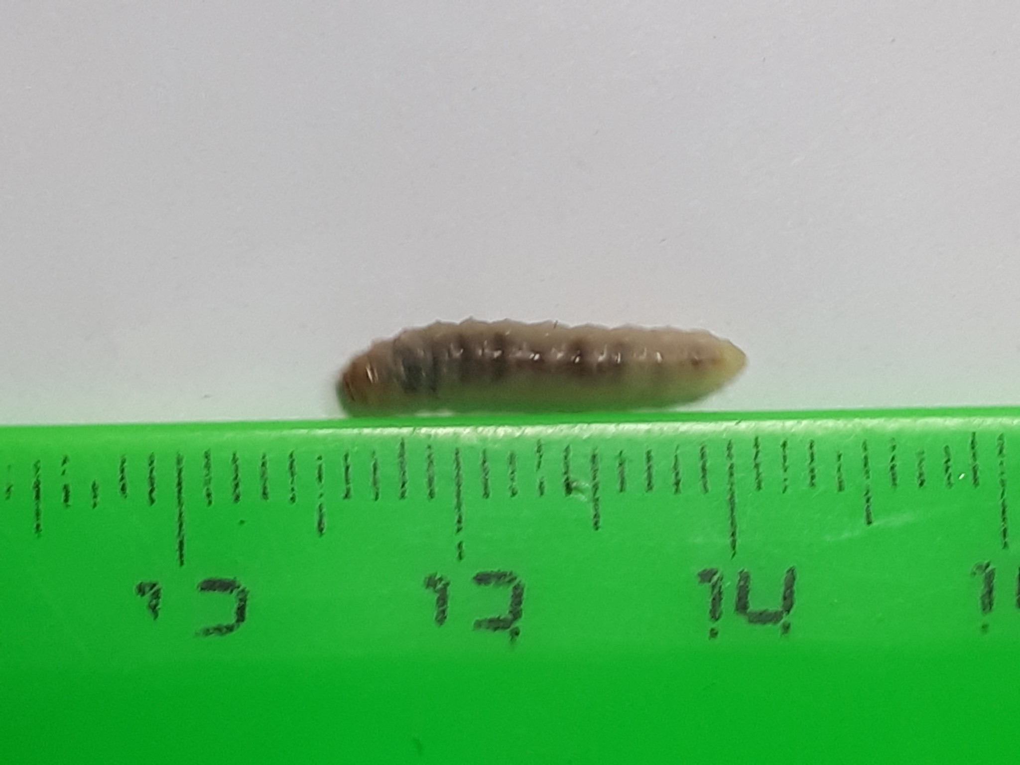 Cydia splendana