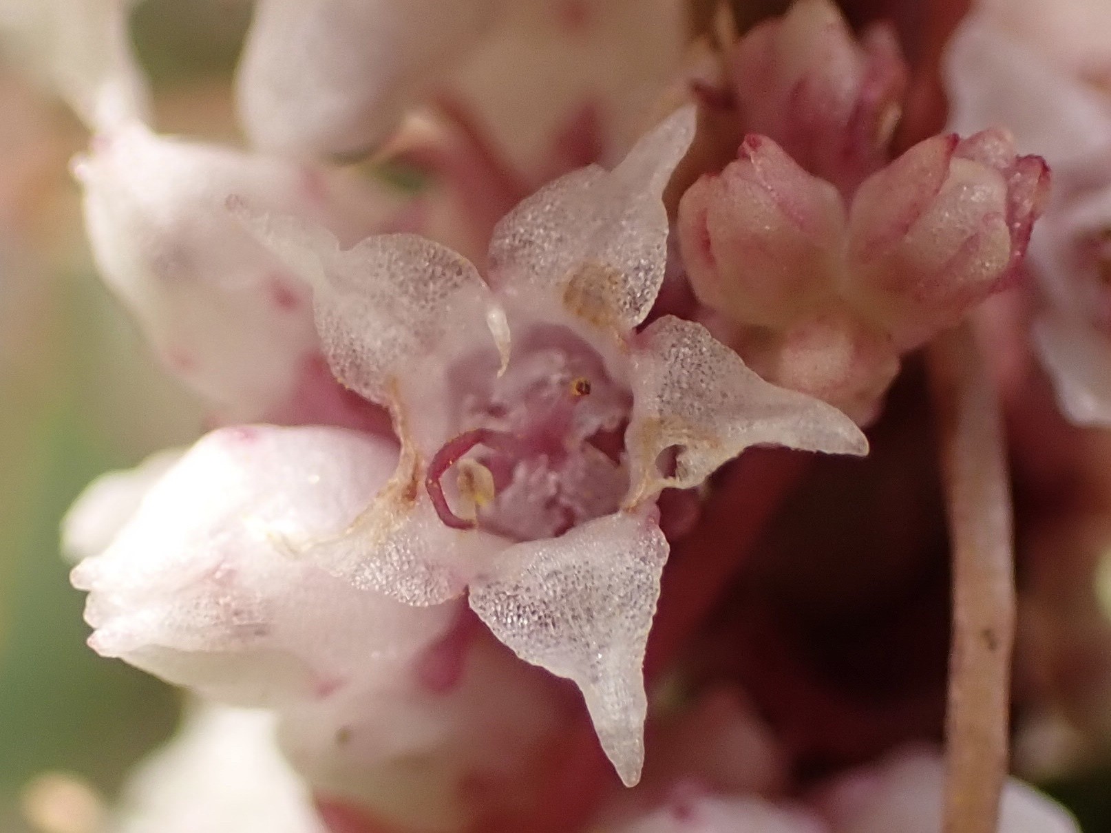 Cuscuta epithymum