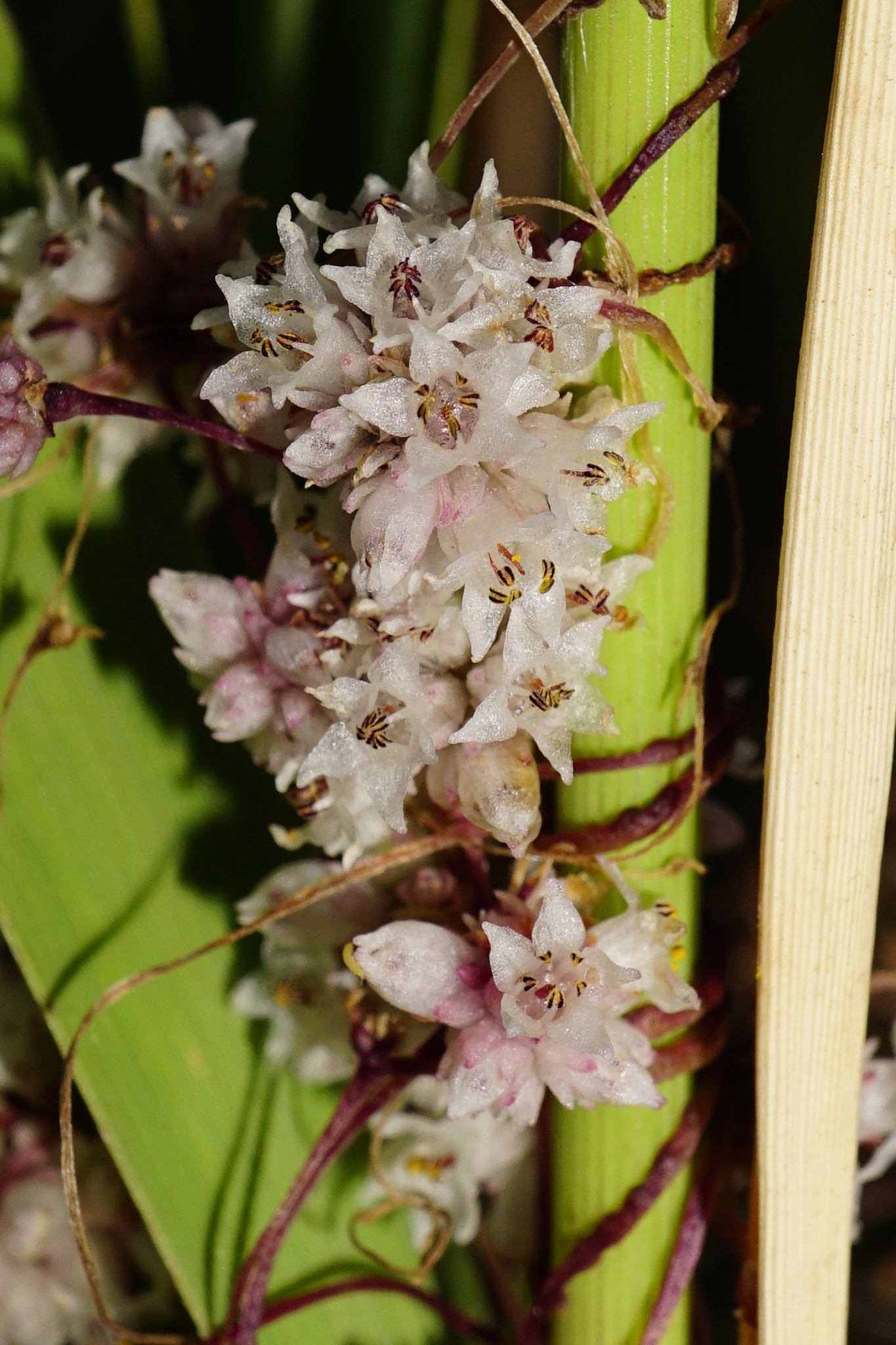 Cuscuta epithymum