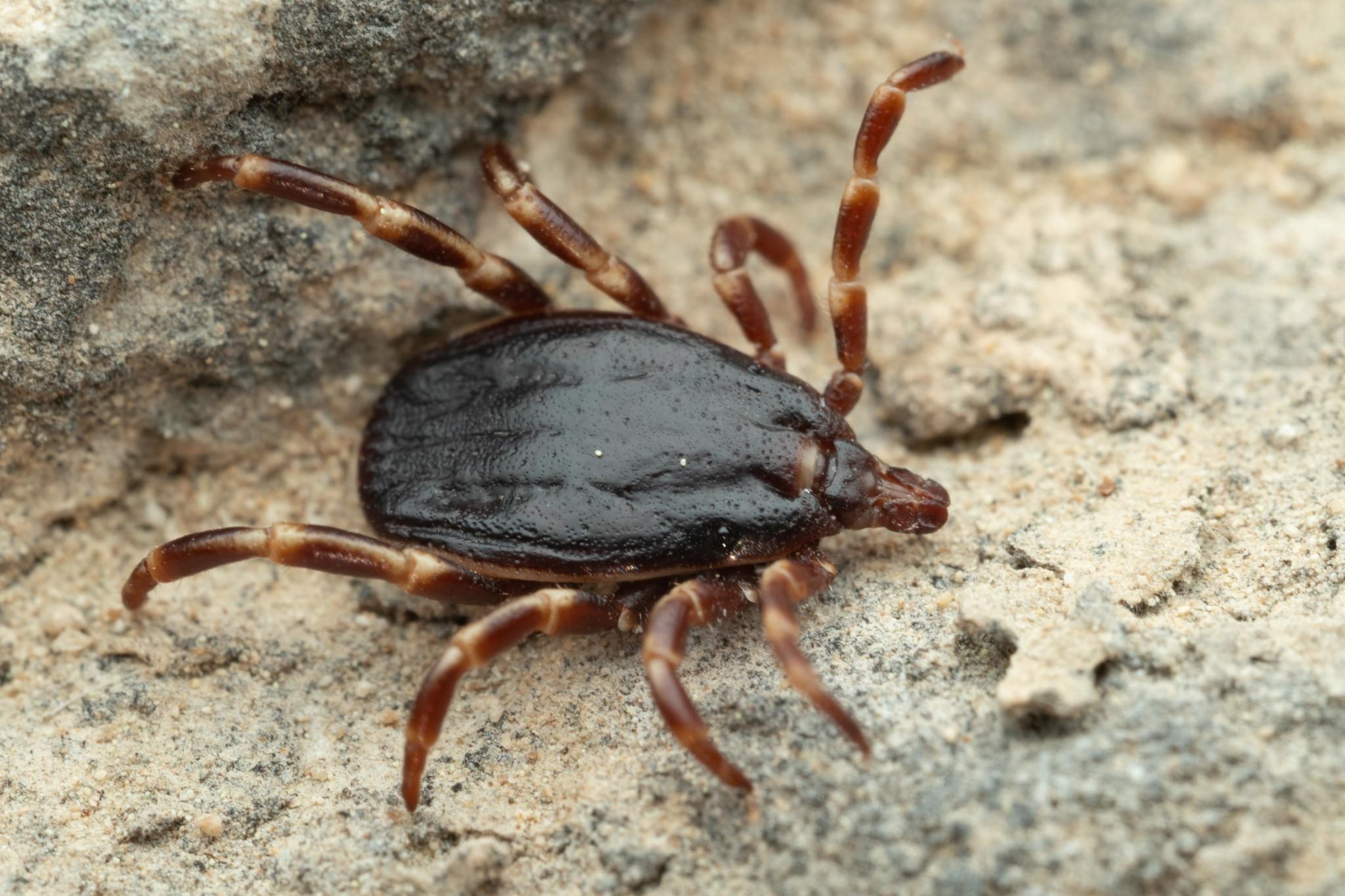 Hyalomma marginatum