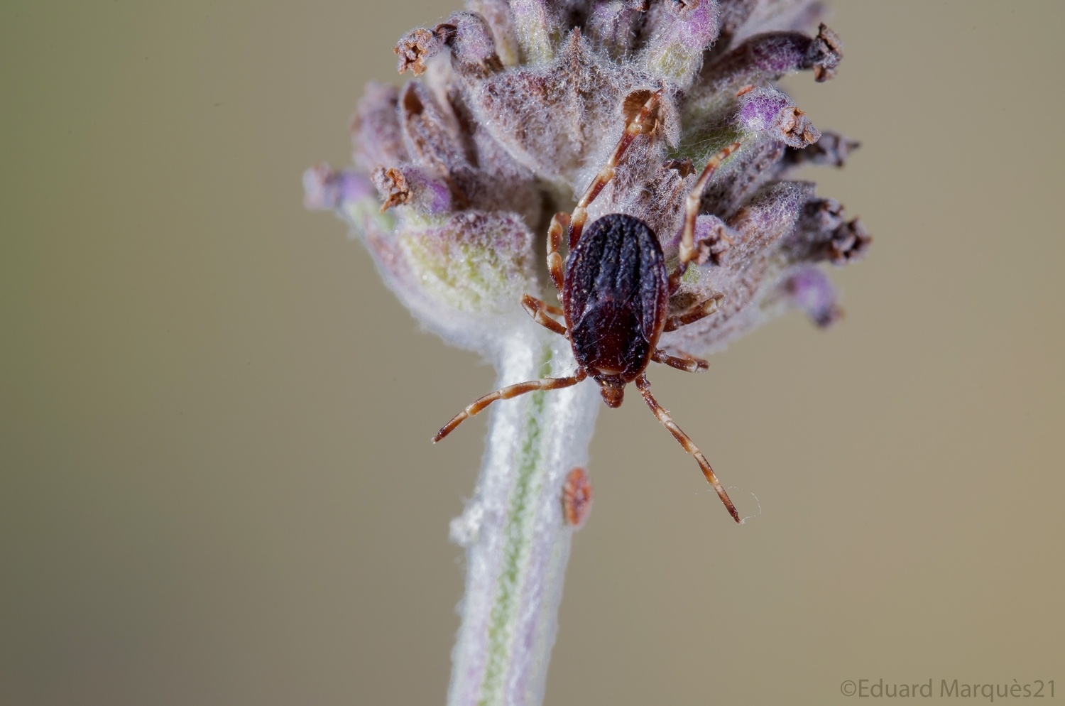 Hyalomma marginatum
