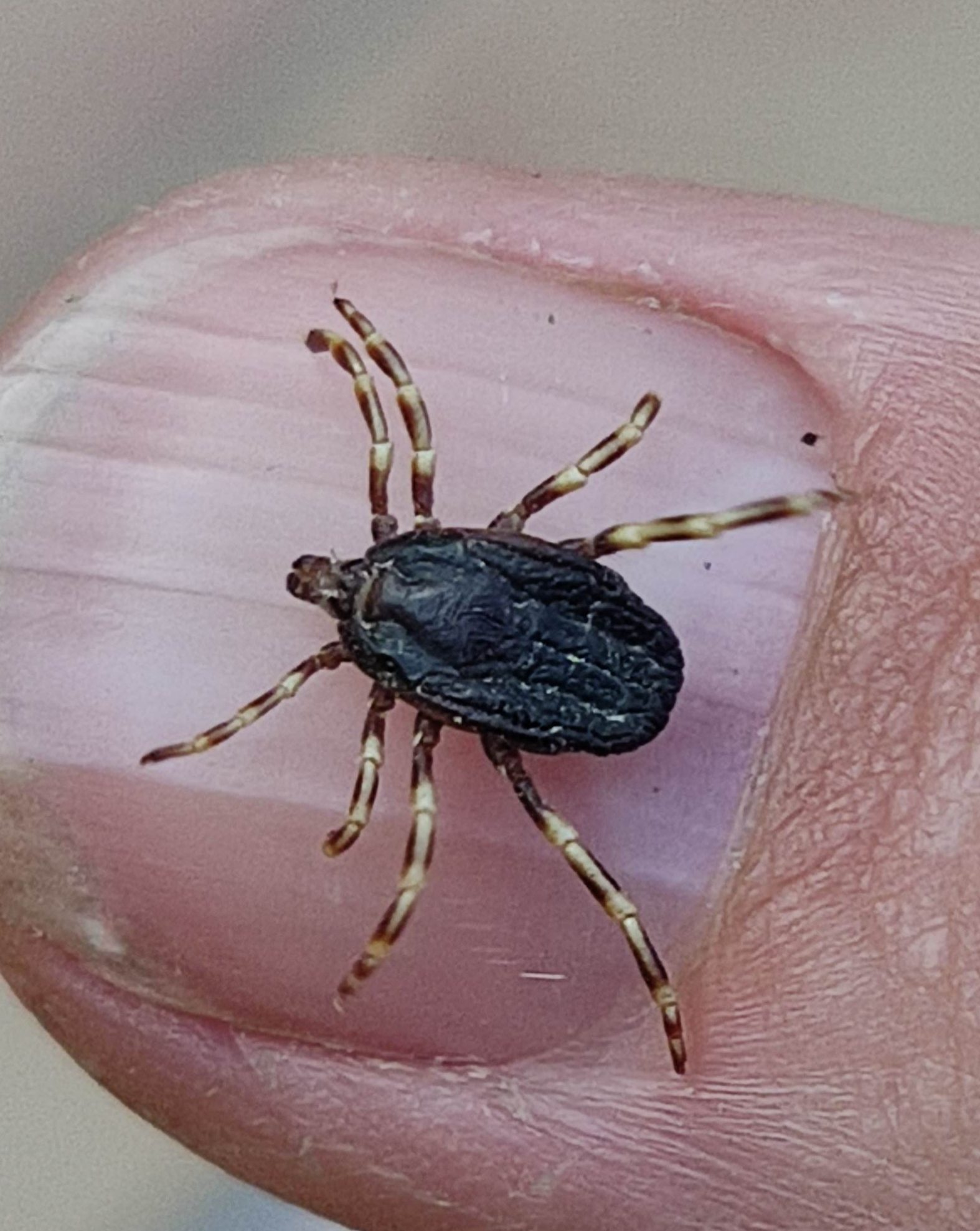 Hyalomma marginatum
