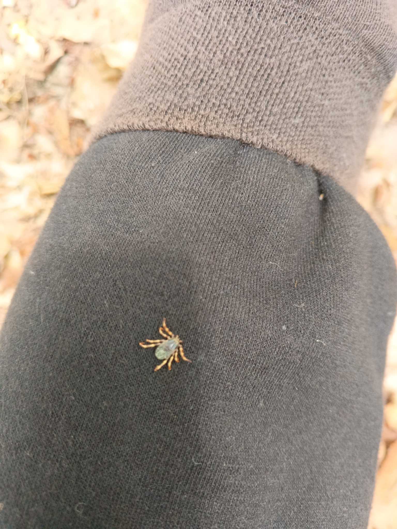 Hyalomma marginatum