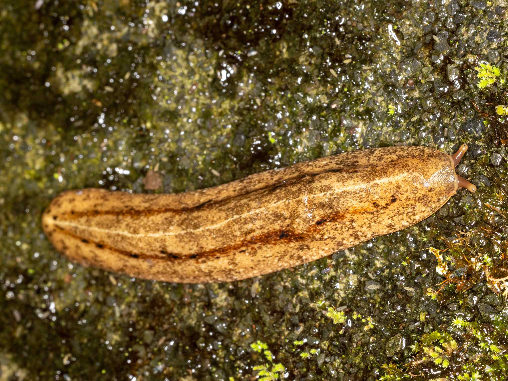 Veronicella cubensis