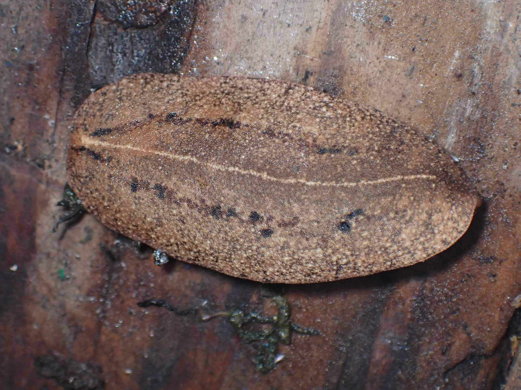 Veronicella cubensis