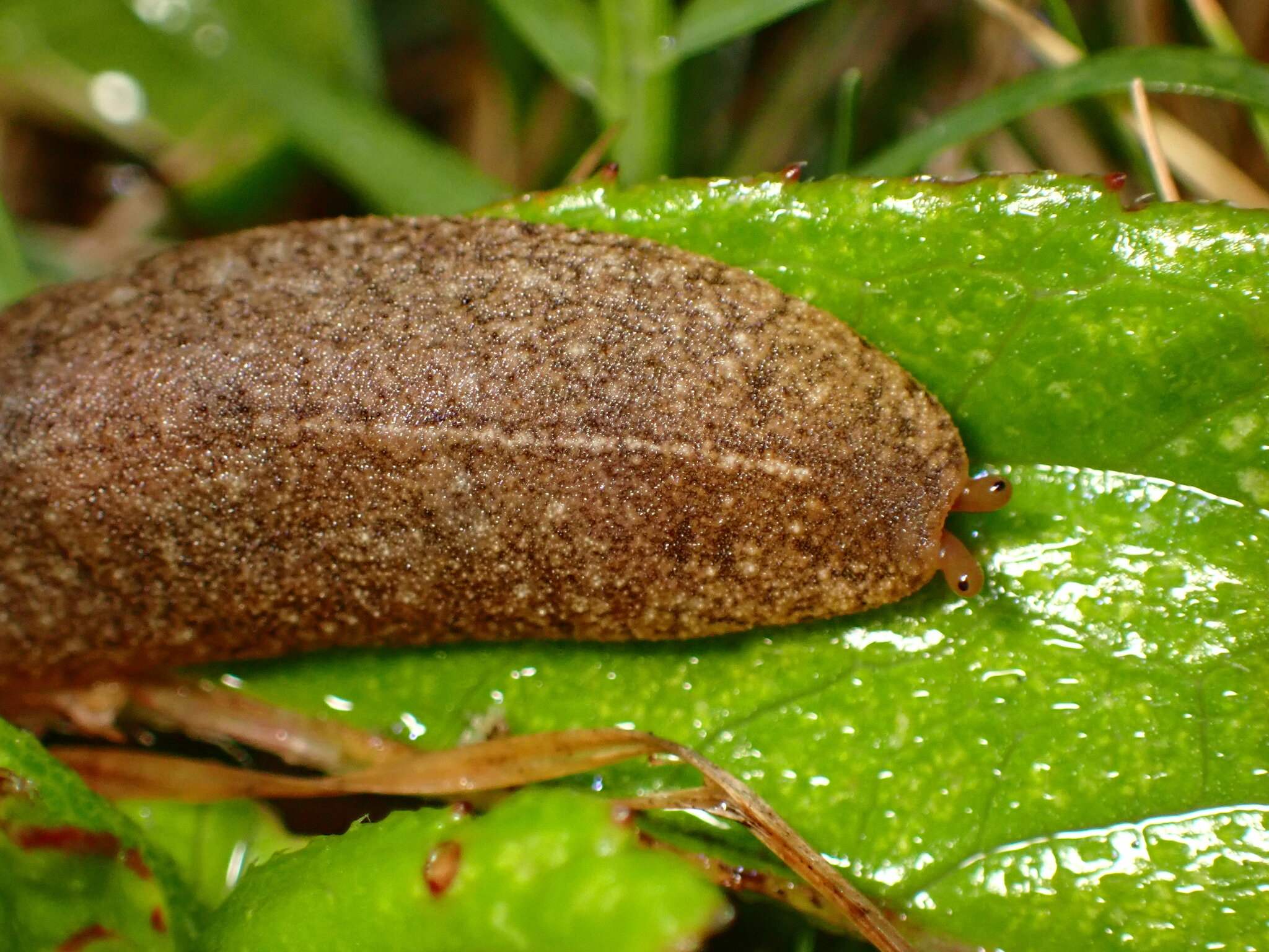 Veronicella cubensis