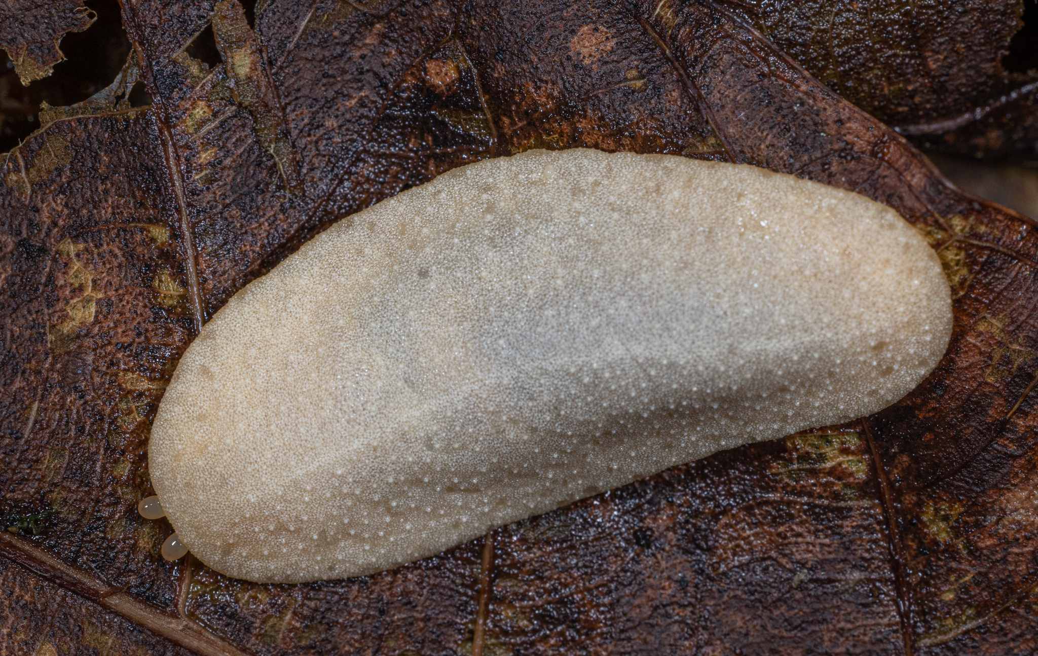 Veronicella cubensis