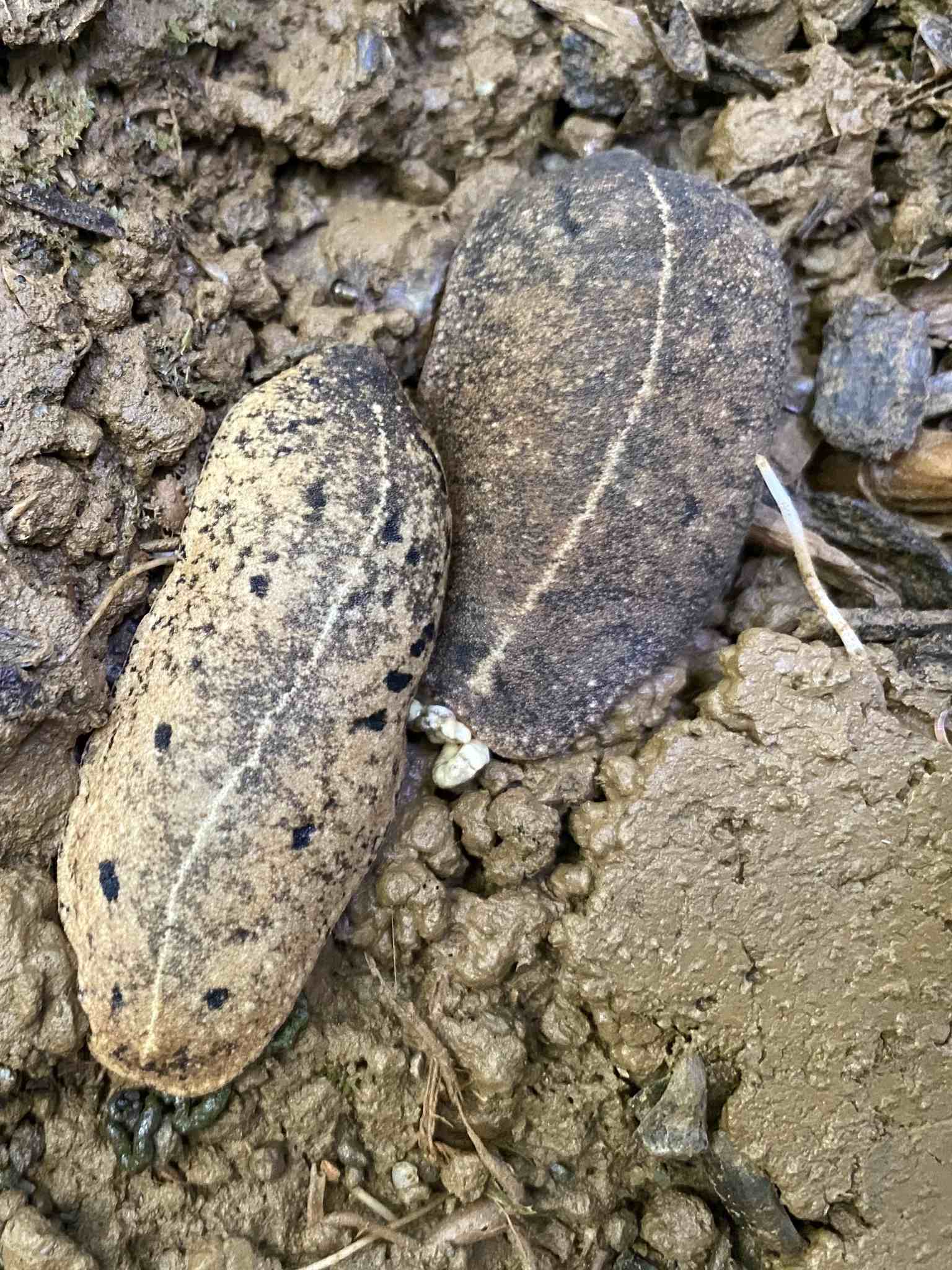 Veronicella cubensis