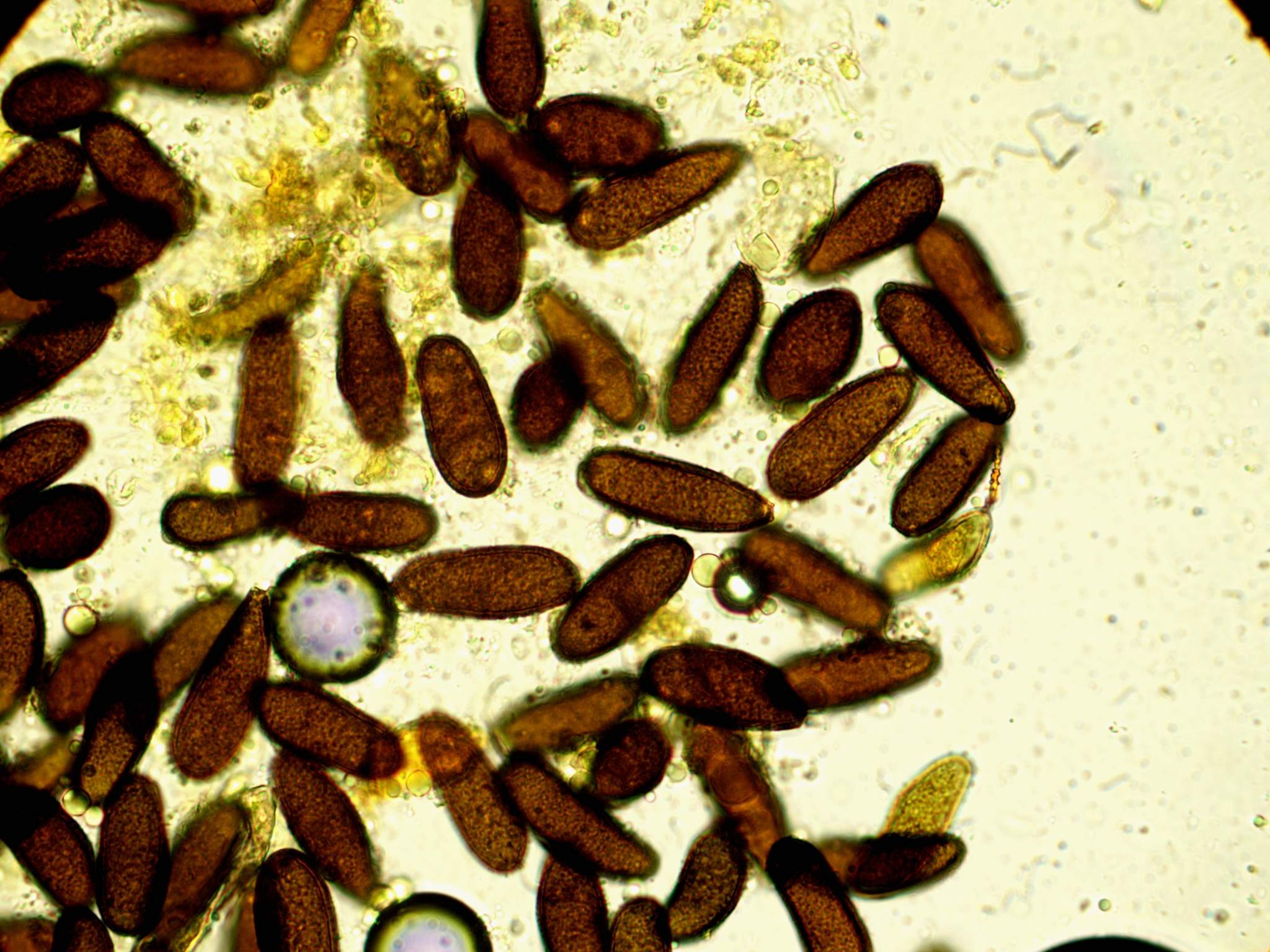 Macrophoma