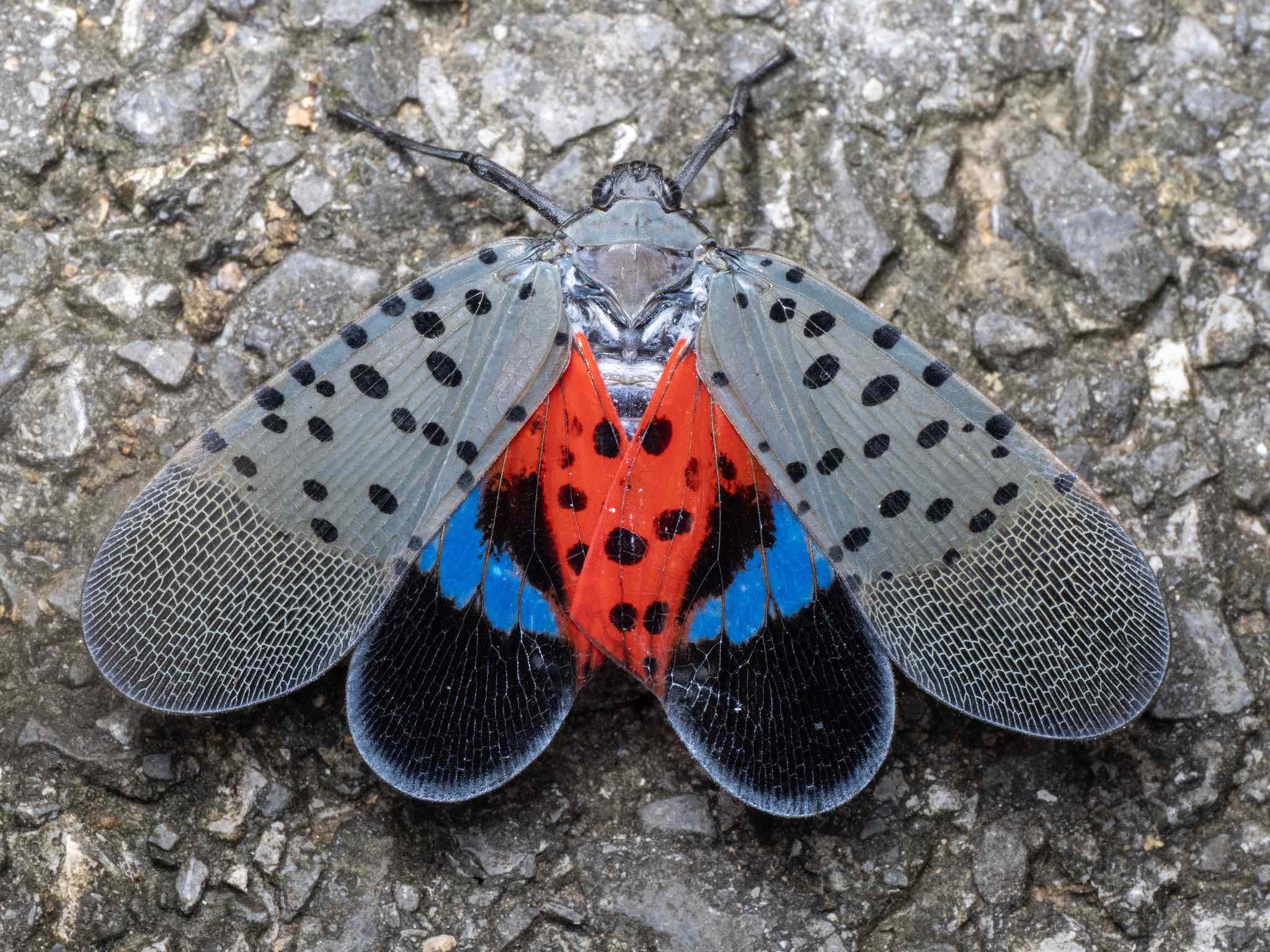 Lycorma delicatula