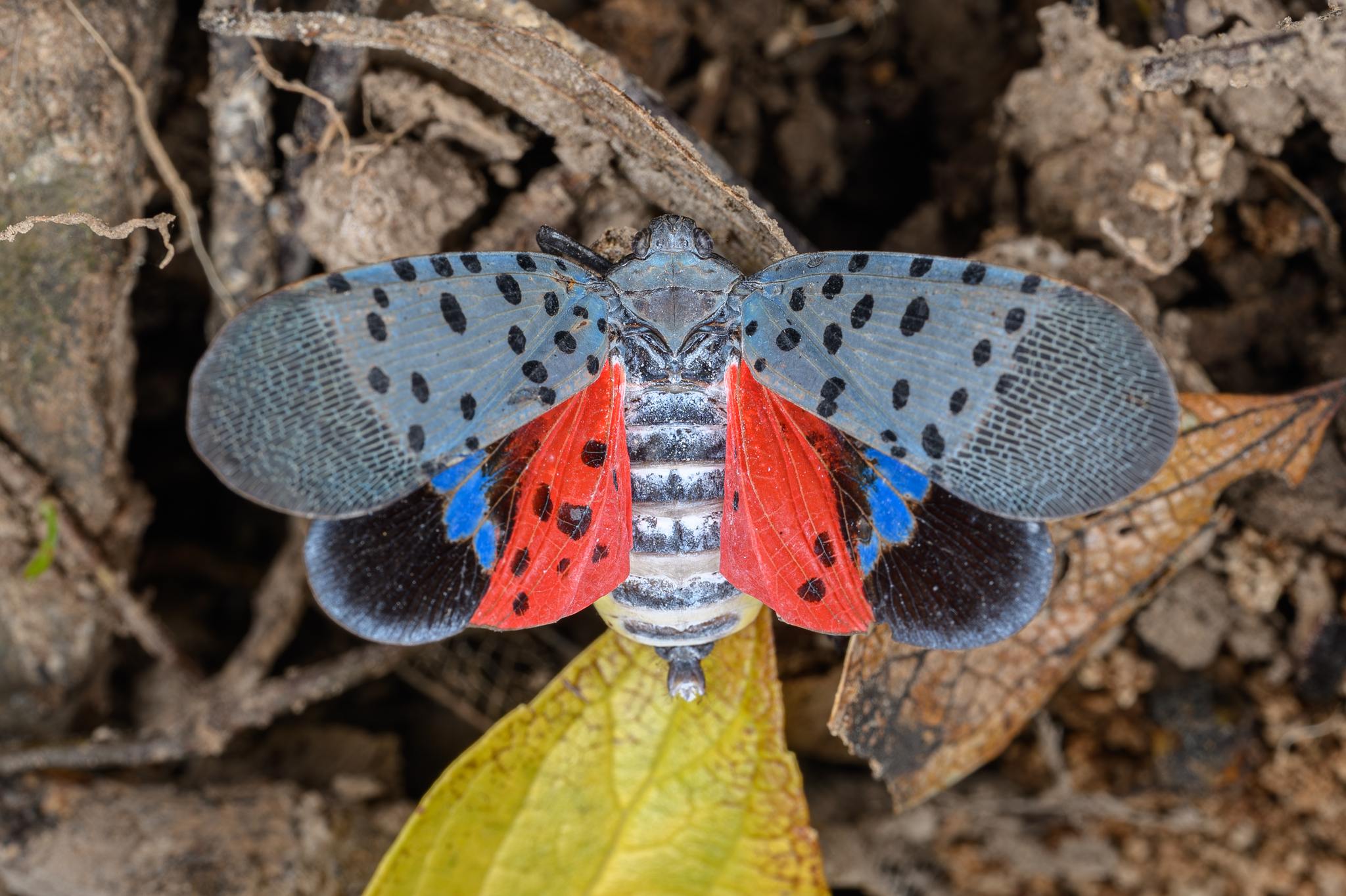 Lycorma delicatula