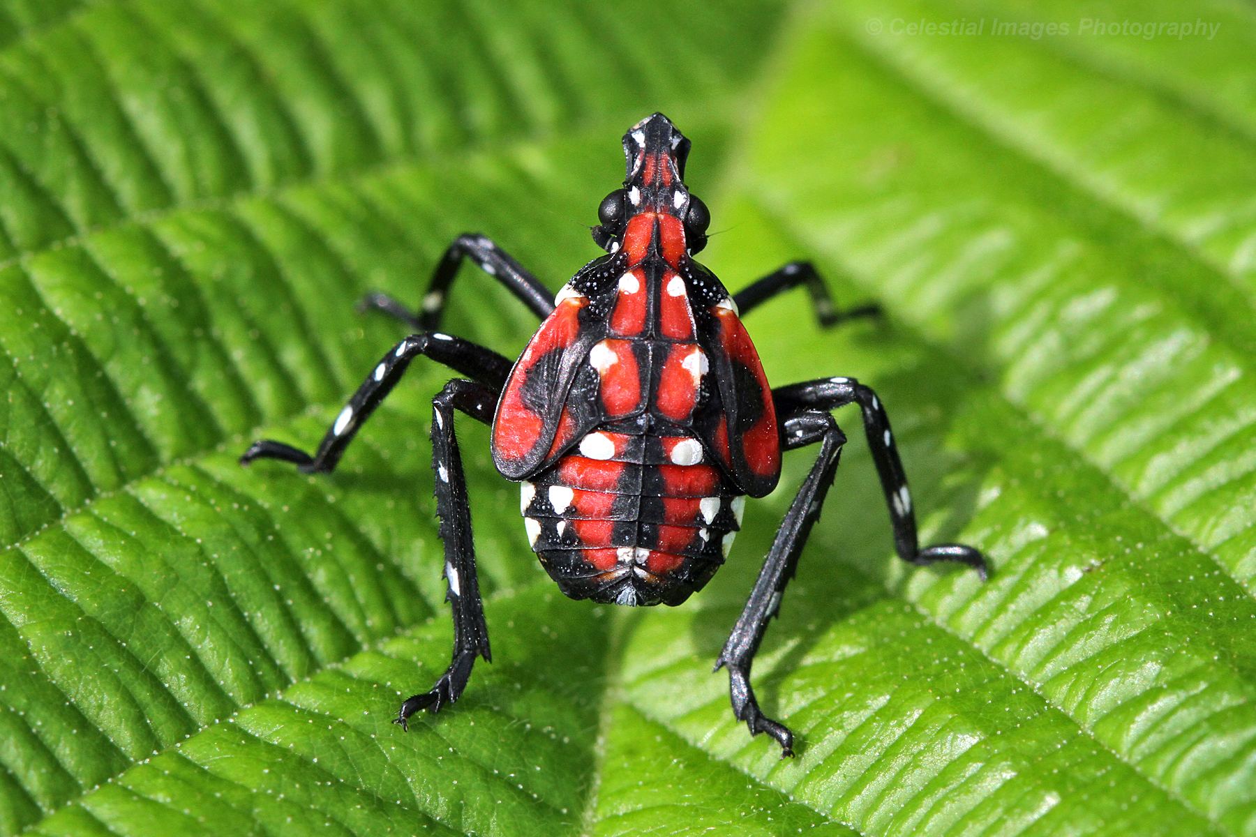 Lycorma delicatula
