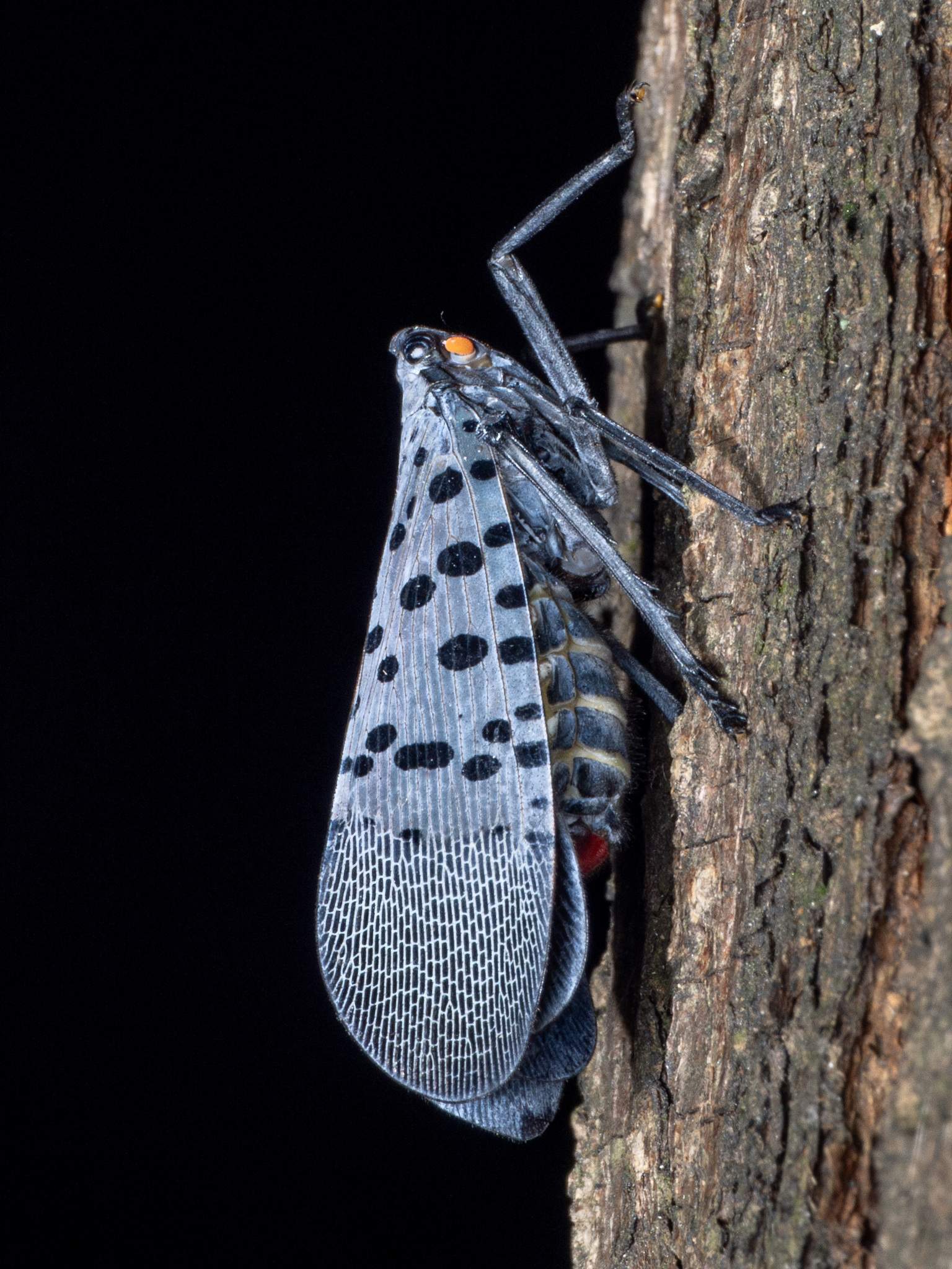 Lycorma delicatula