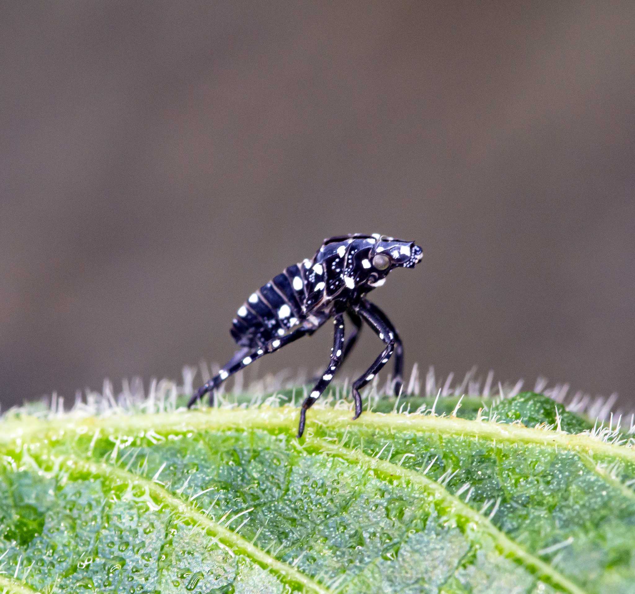 Lycorma delicatula