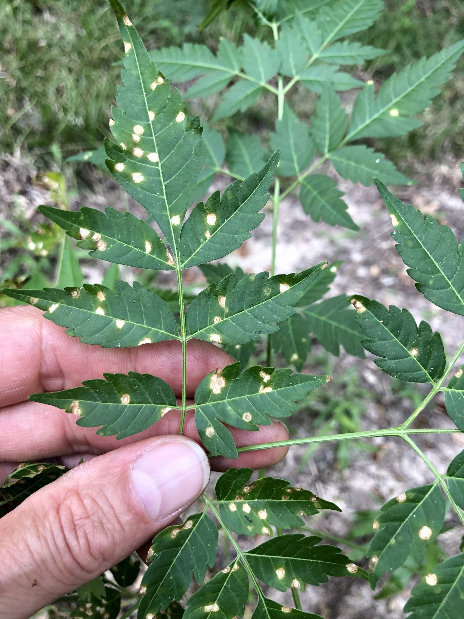 Pseudocercospora subsessilis
